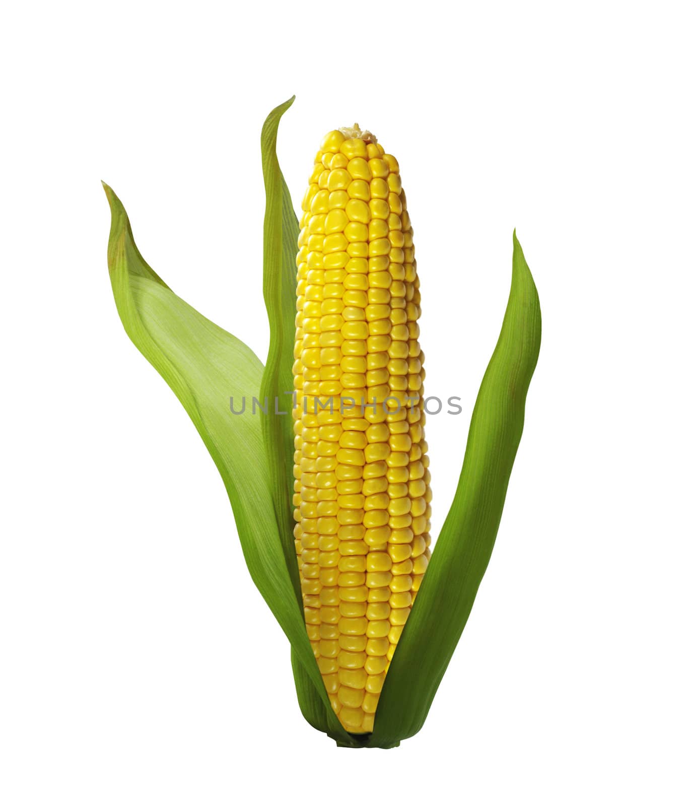 corn isolated on white background by ozaiachin