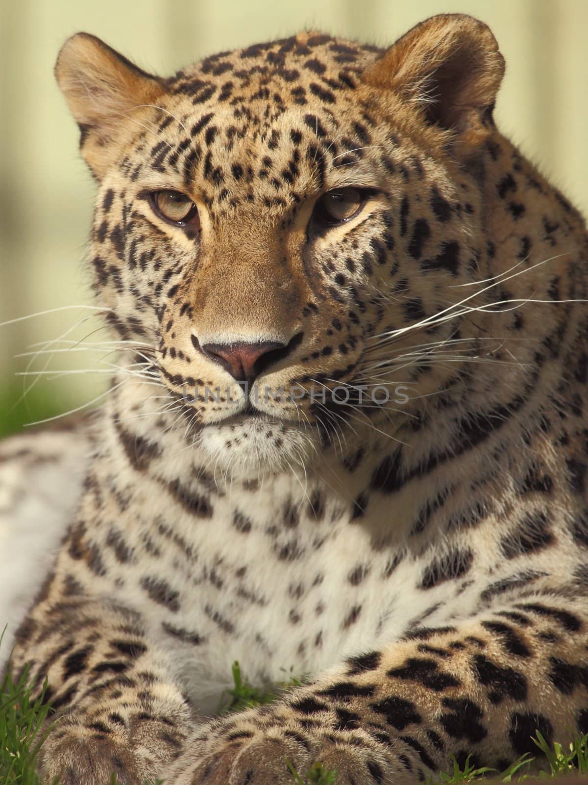 picture of the head of a fantastic male leopard