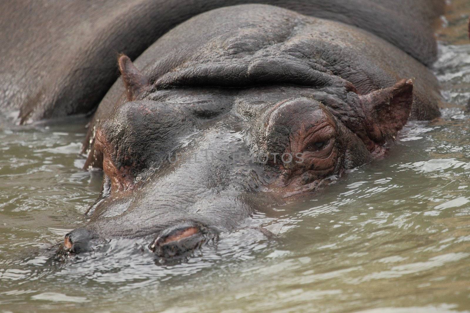 Portrait of a dangerous and fantastic hippopotamus