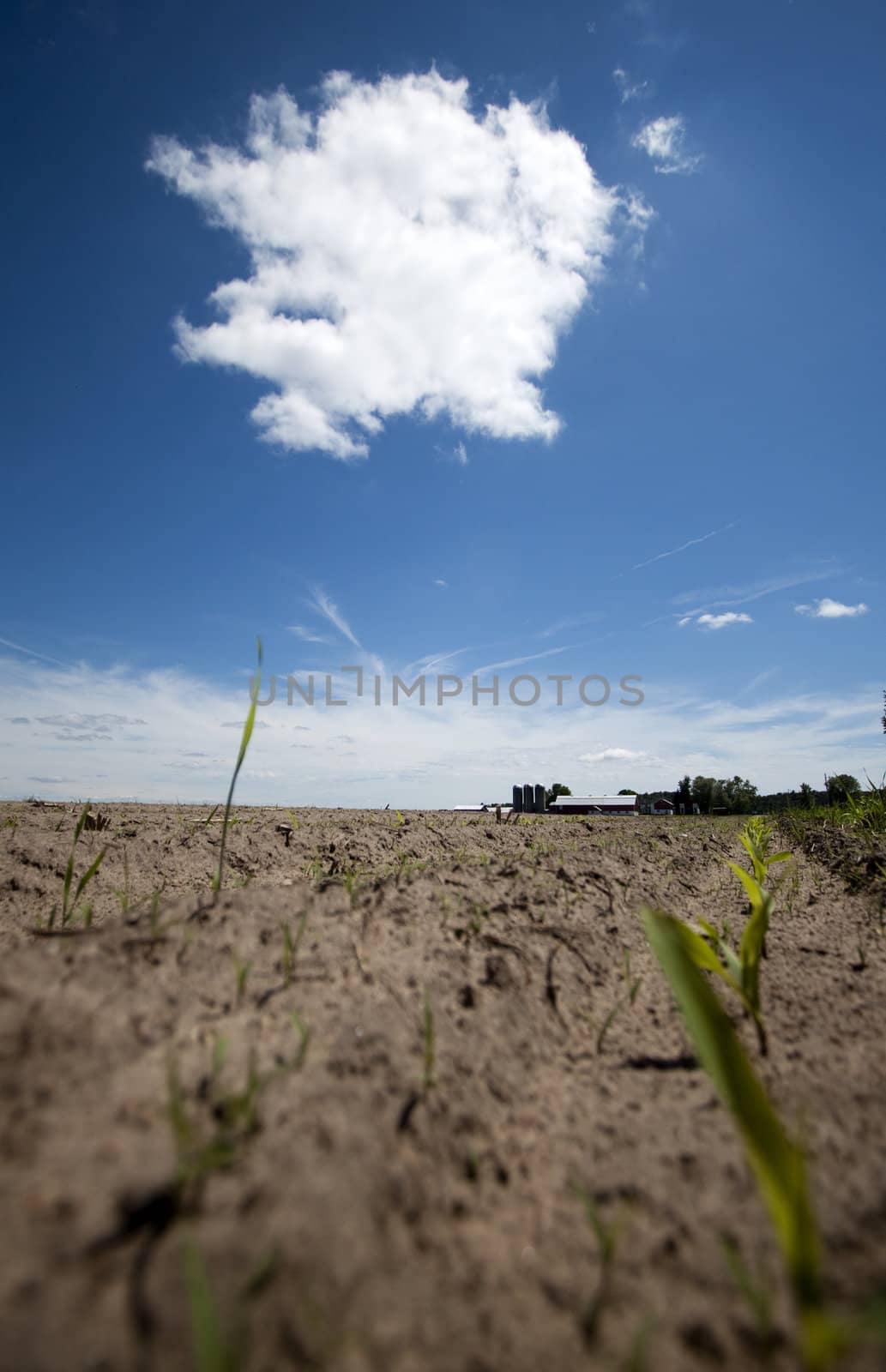 Wisconsin Cornfield with Clouds on Bright Summer Day