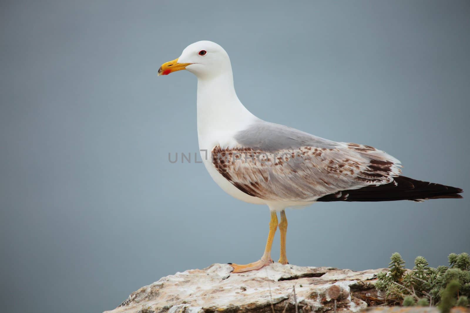 Picture of a beautiful seagull in front of ocean