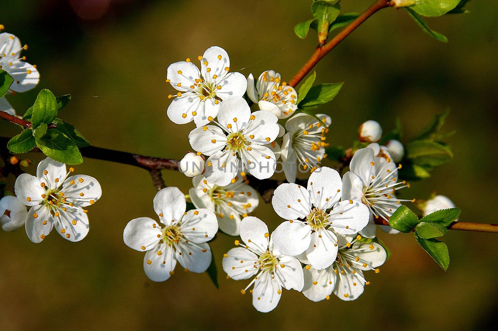 Branch of a blossoming tree in the spring