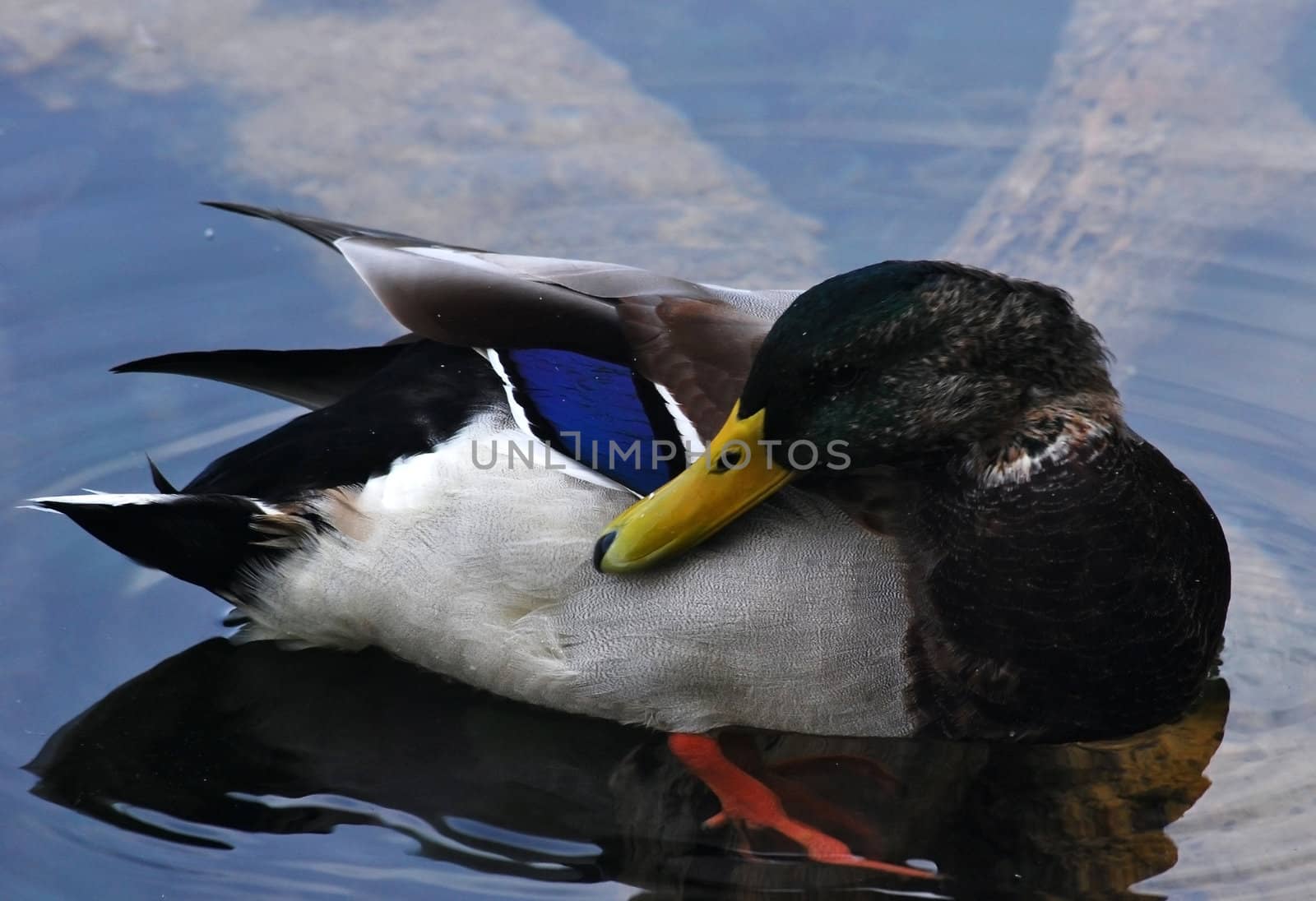 Mallard duck in limpid lake water