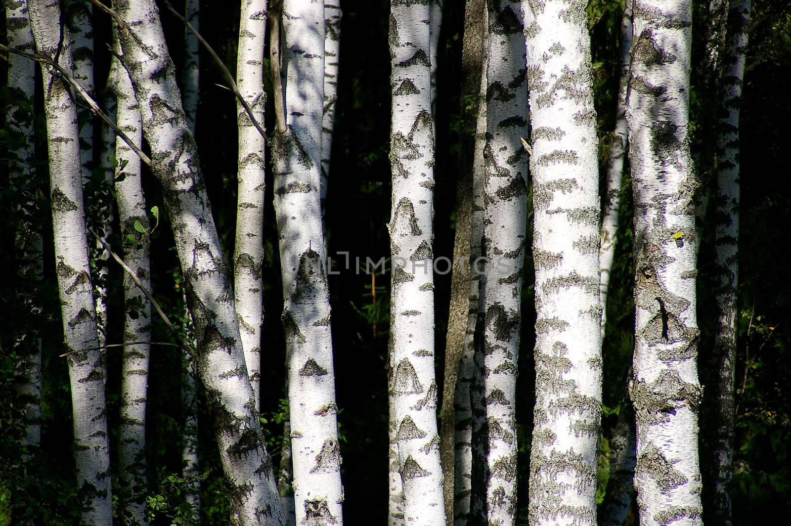 birch trees by sibrikov