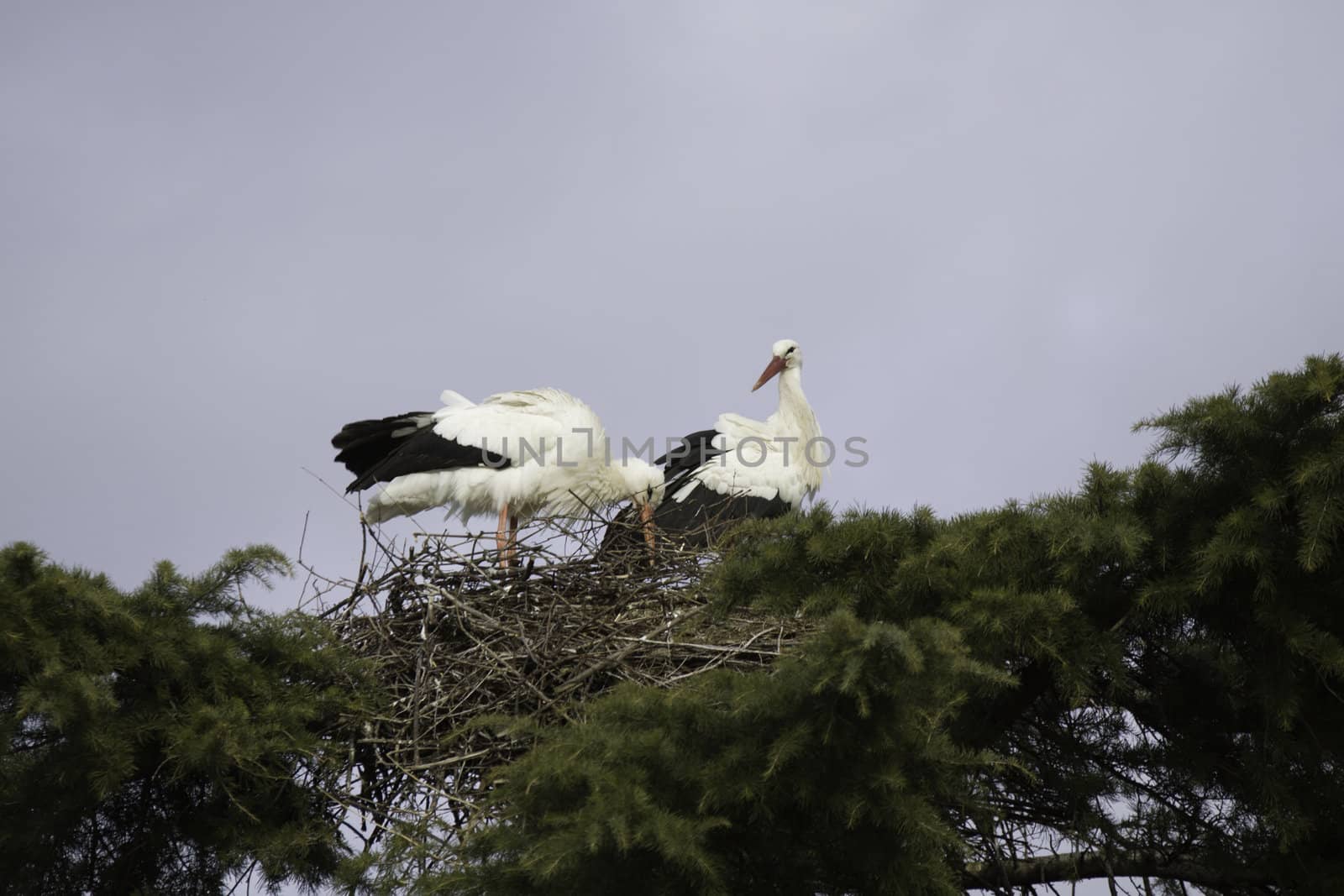 Storks building a nest by dannyus