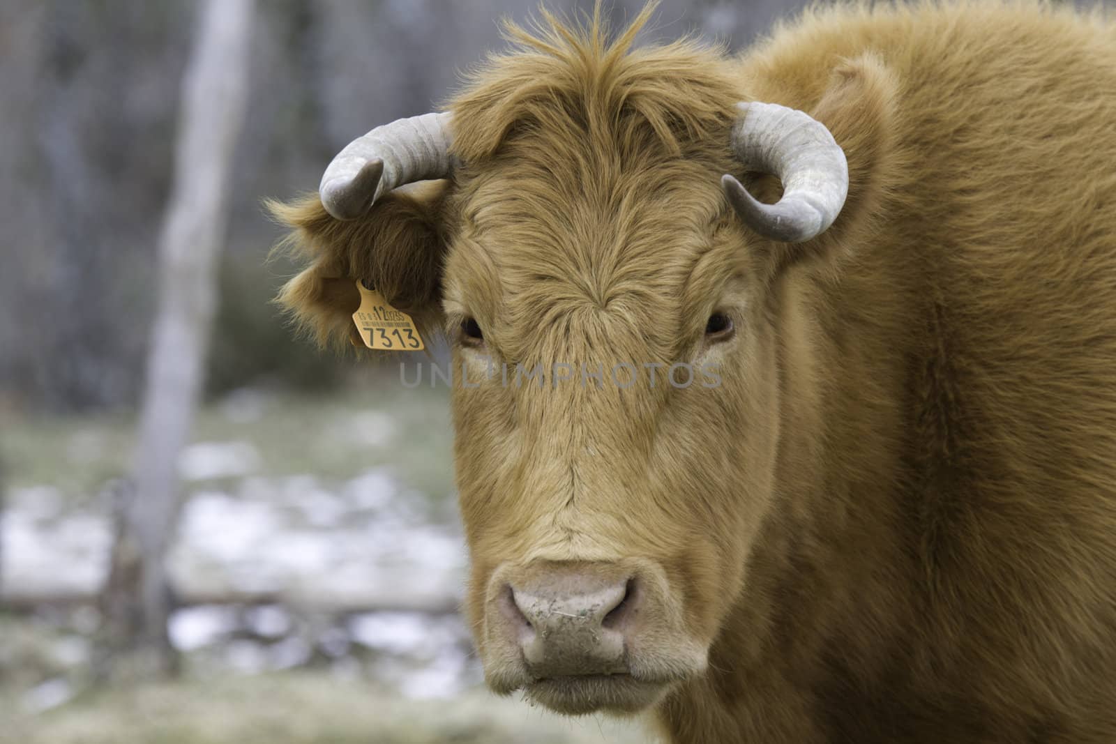 Brown cow head by dannyus