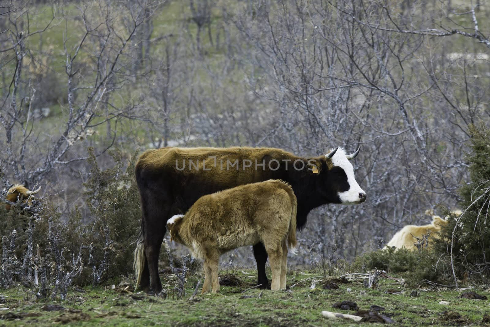 Brown cow and calf suckling in a prairie by dannyus