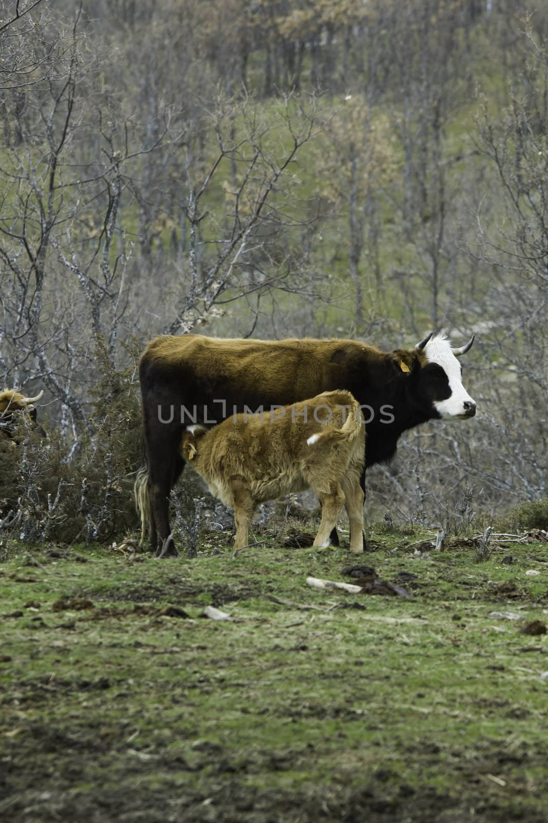 Brown cow and calf suckling in a prairie in the Paular Valley, Madrid, Spain