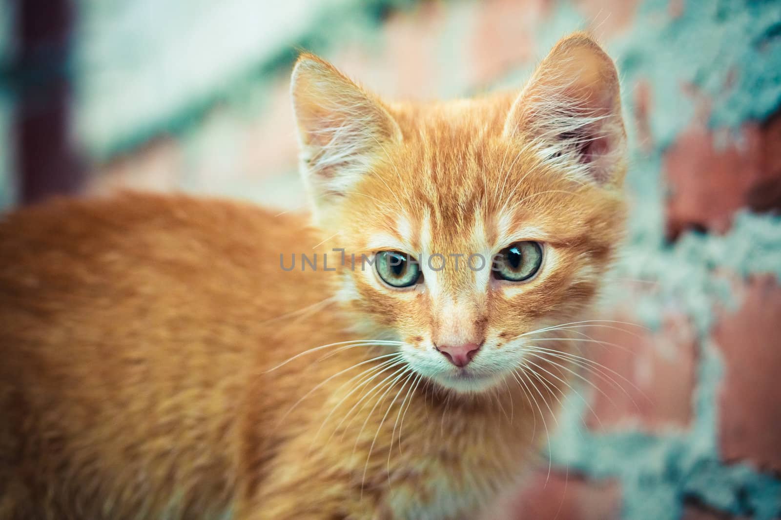 A red kitten sitting on a stone background.