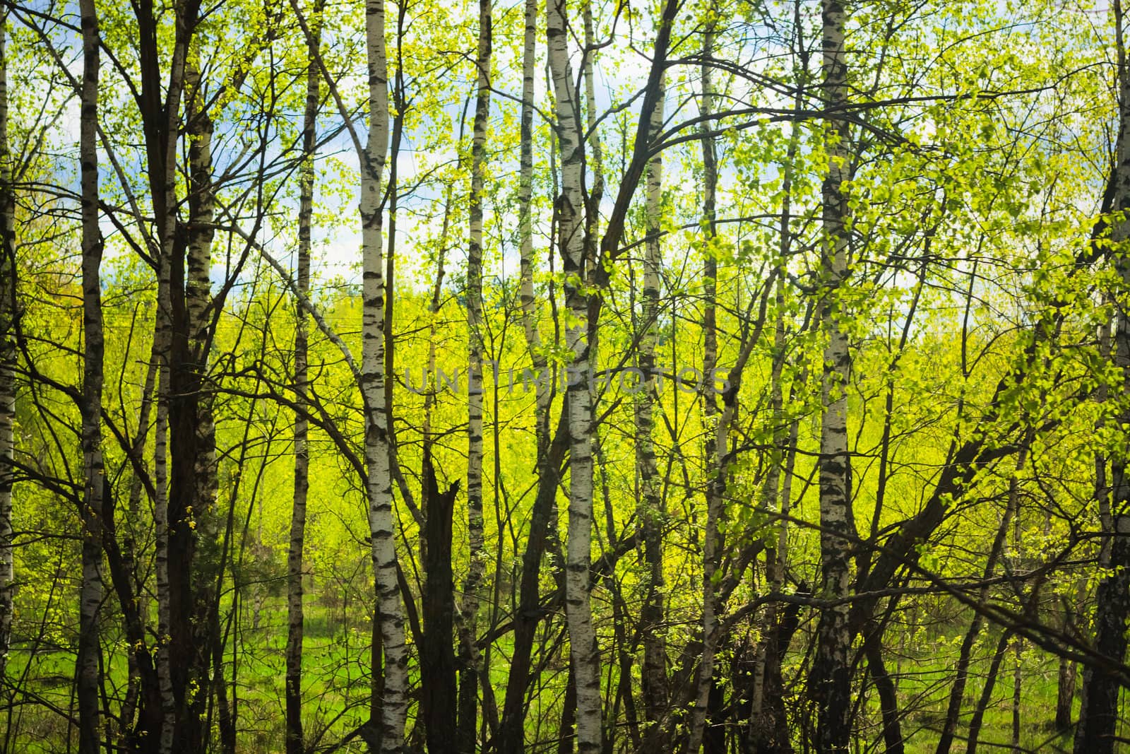 Birch forest. Birch Grove. White birch trunks. Spring sunny forest.