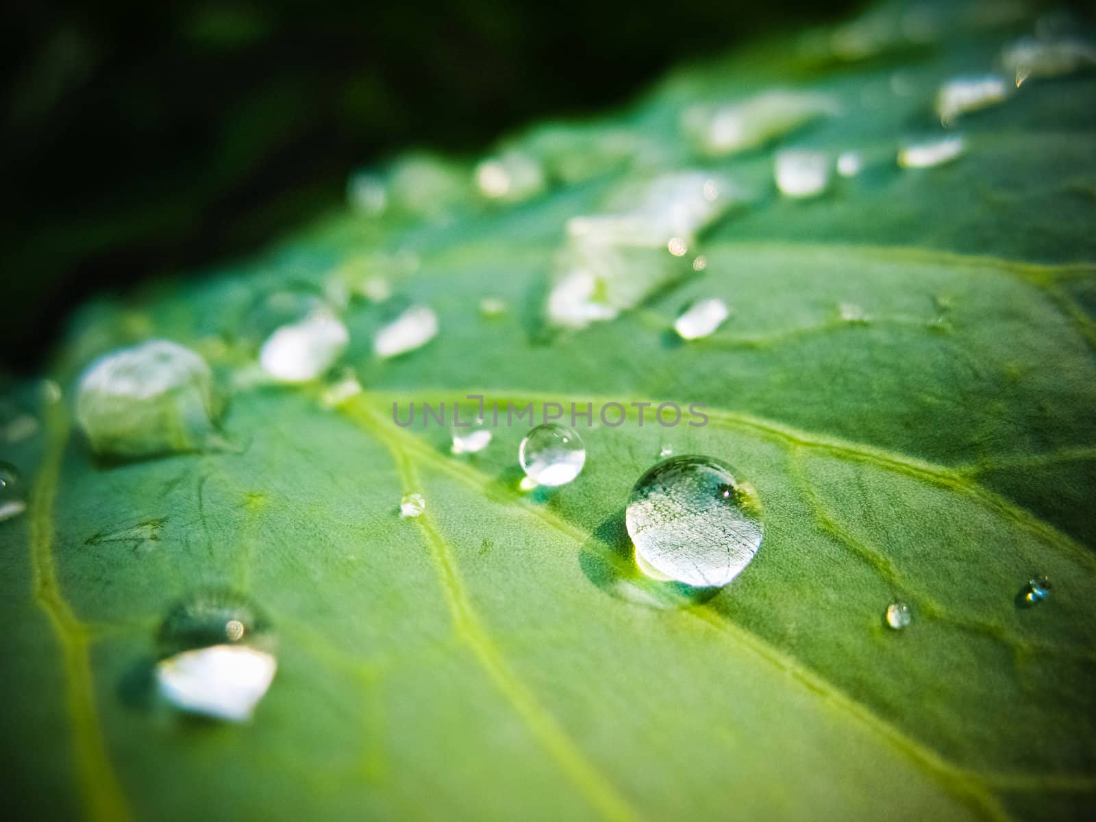 Water drops on the fresh green leaf by ryhor