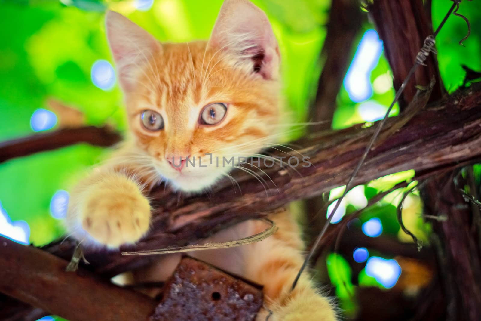 Young kitten sitting on branch outdoor shot at sunny day