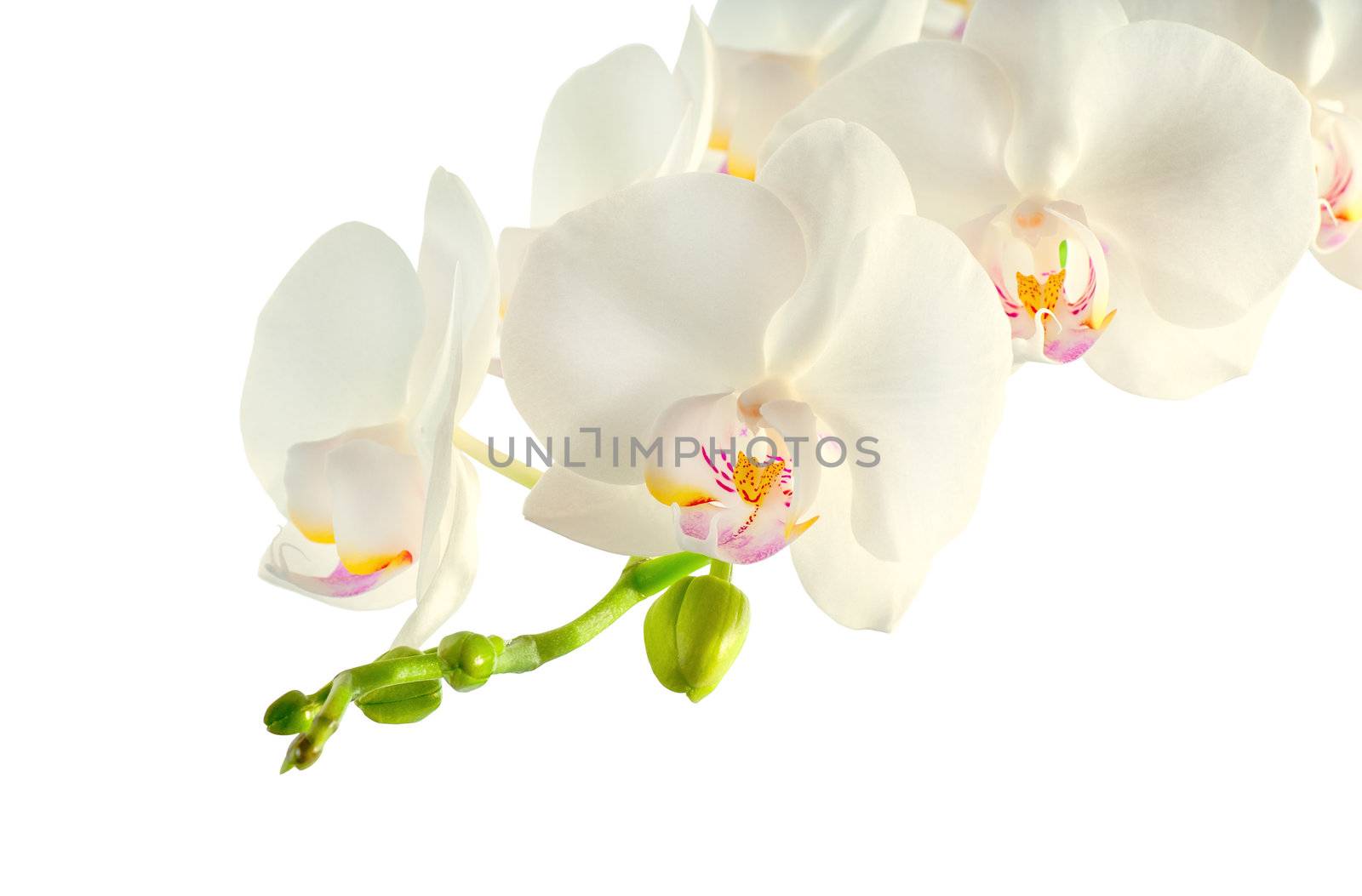 Branch of white orchid on white background by Zhukow