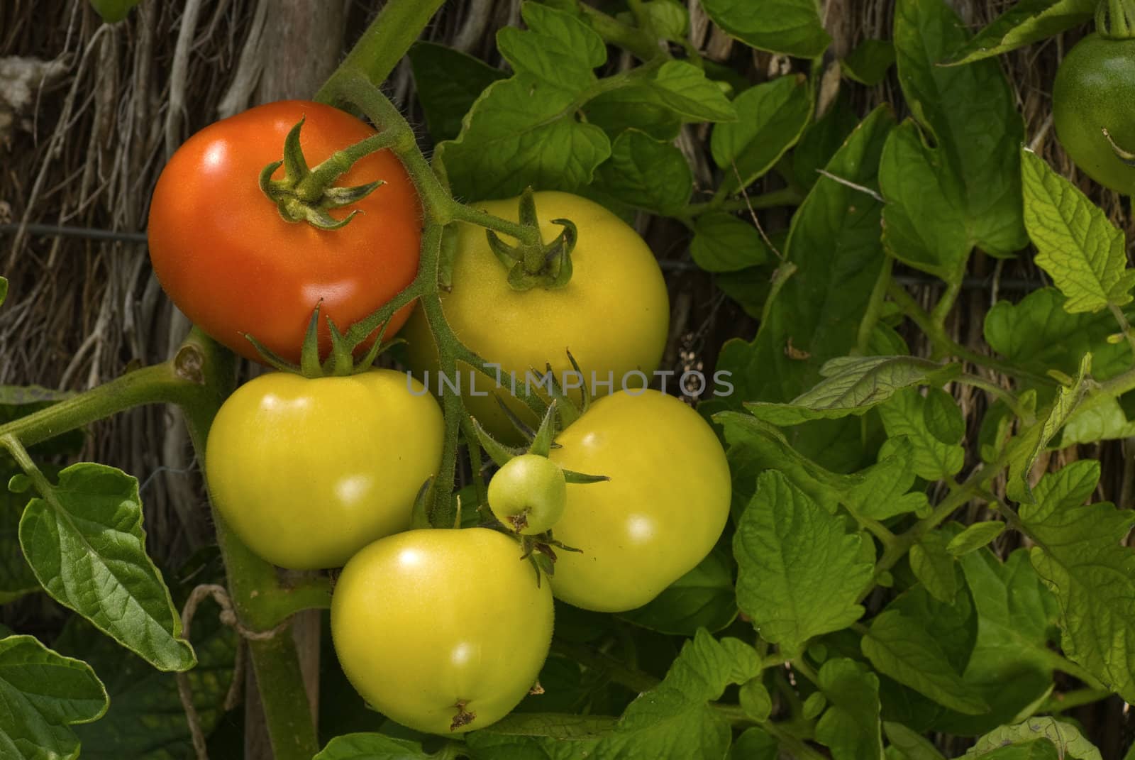 Red and green tomatoes hanging from plant