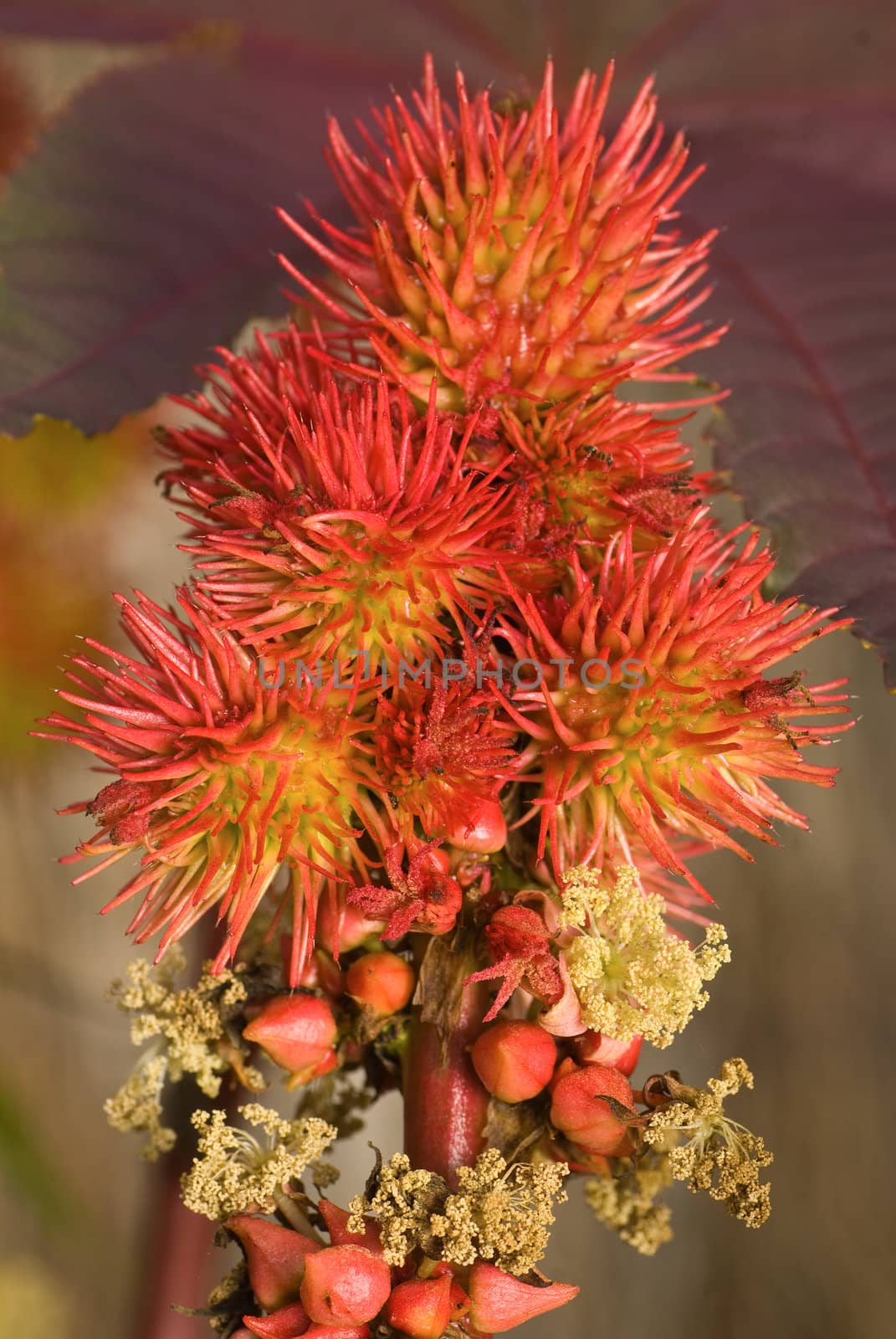 Castor bean plant blooming
