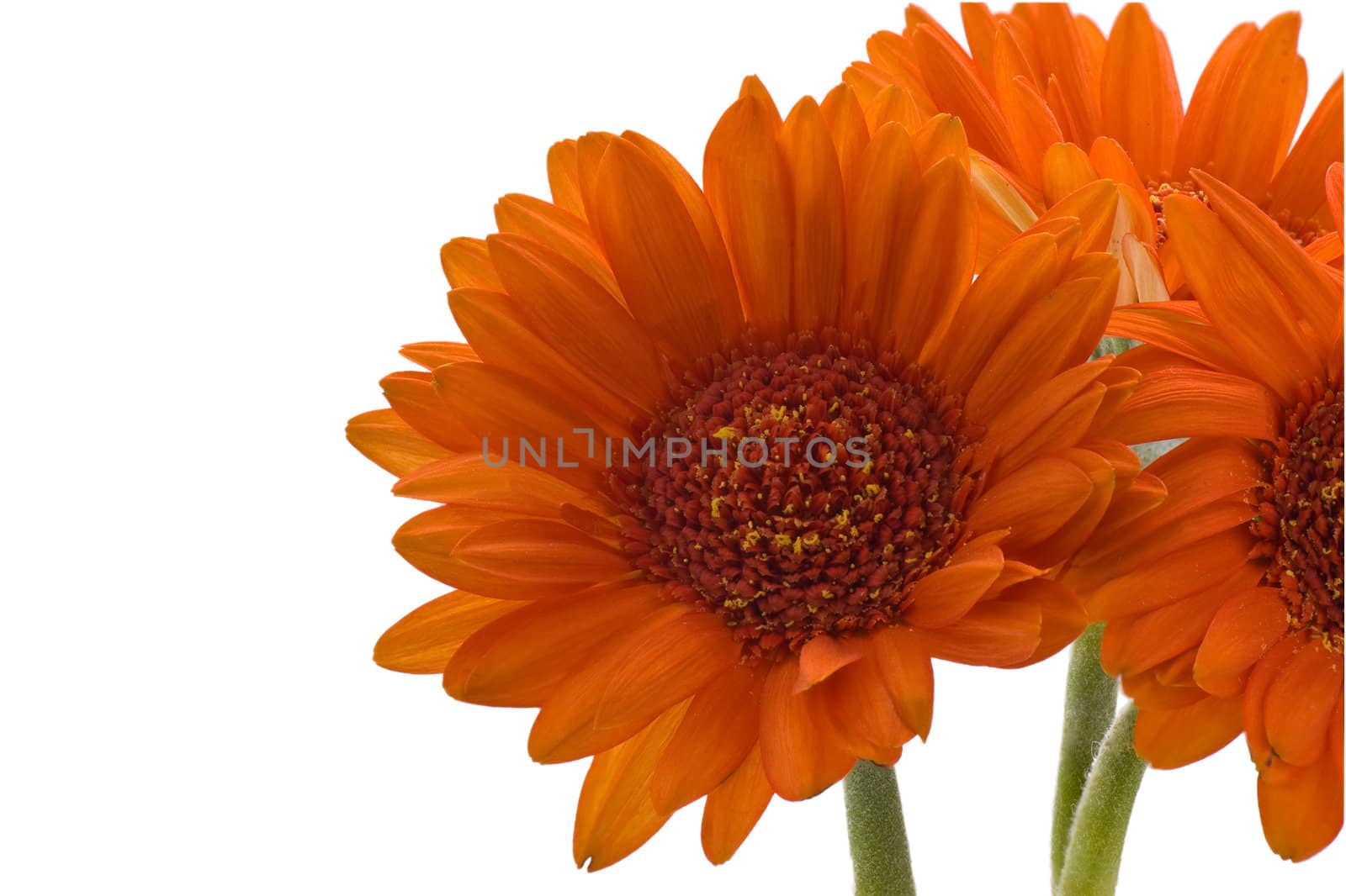 Gerbera Daisy on white