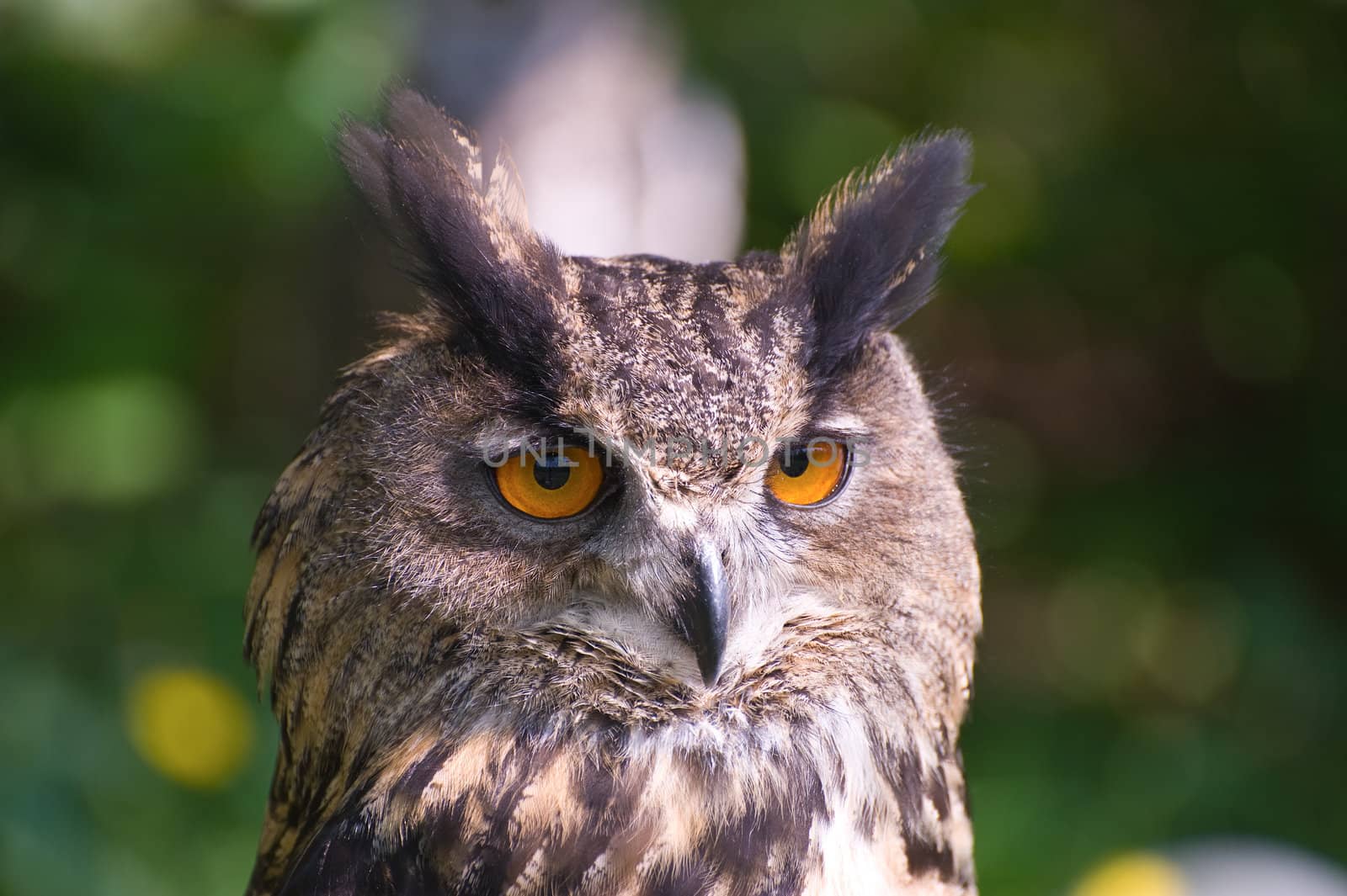 Owl portrait against foliage