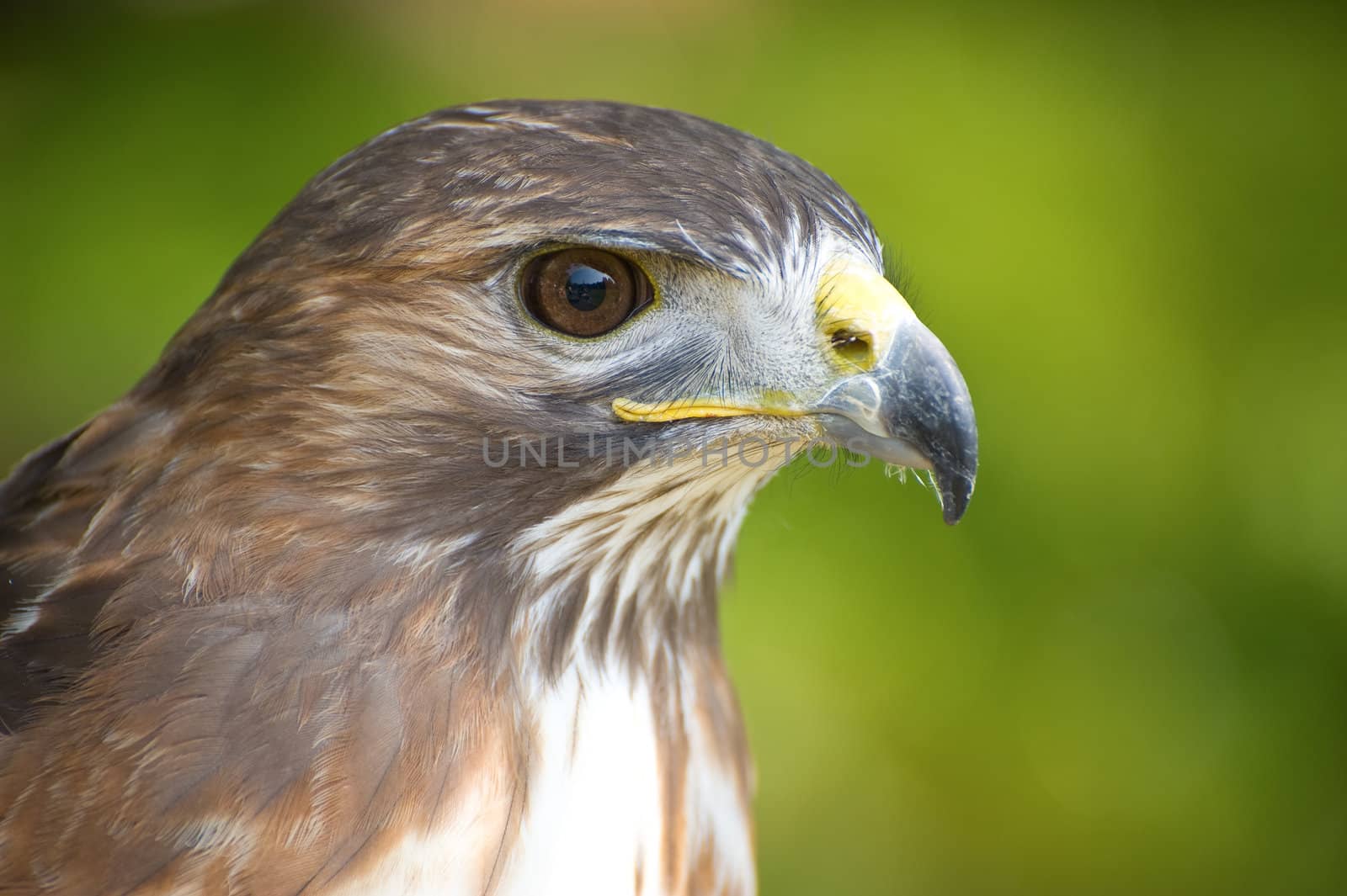Hawks head up close