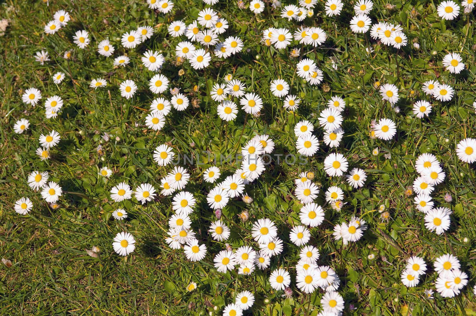 Blooming daisies in a meadow