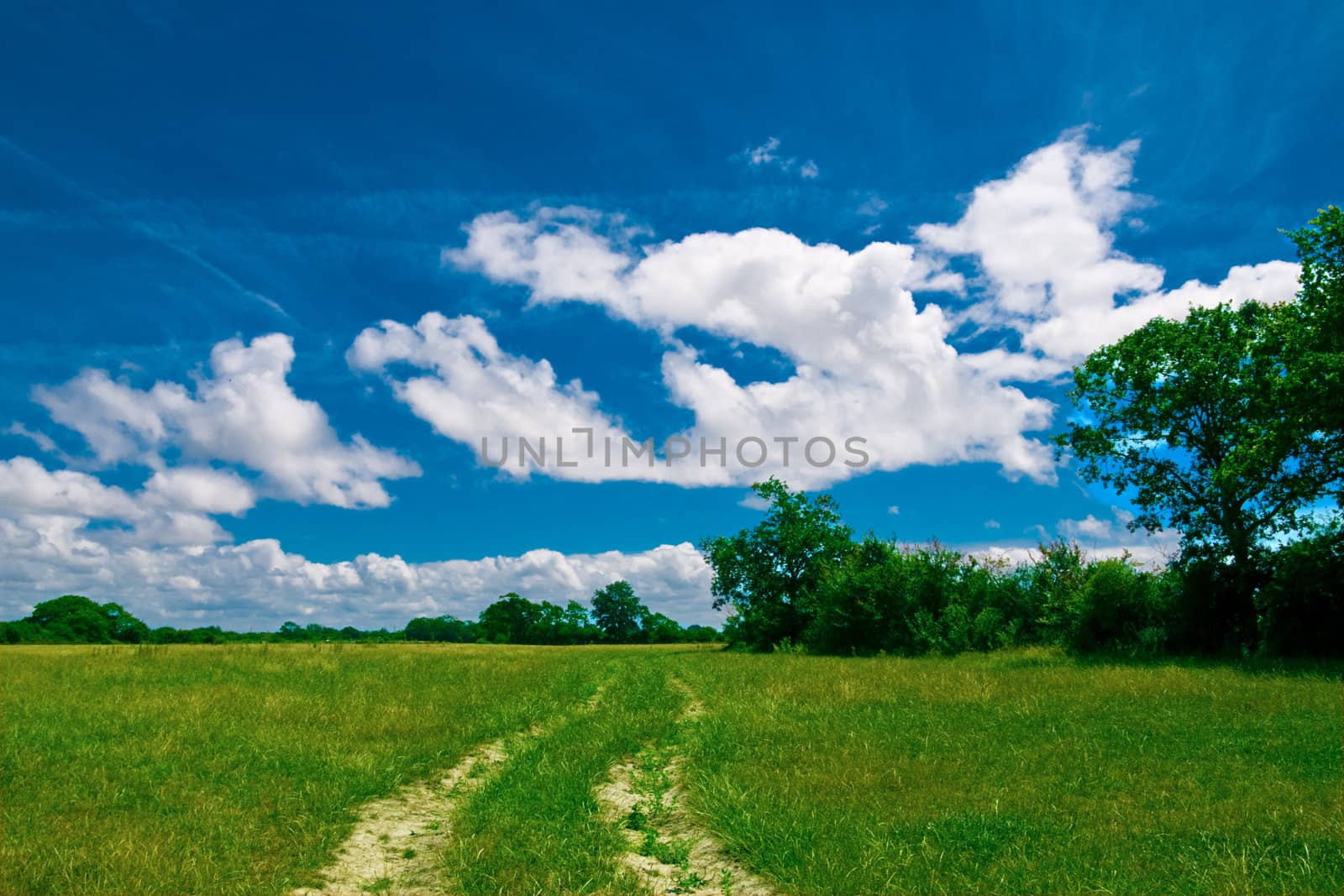 Trail in meadow against trees and blue cloudy sky