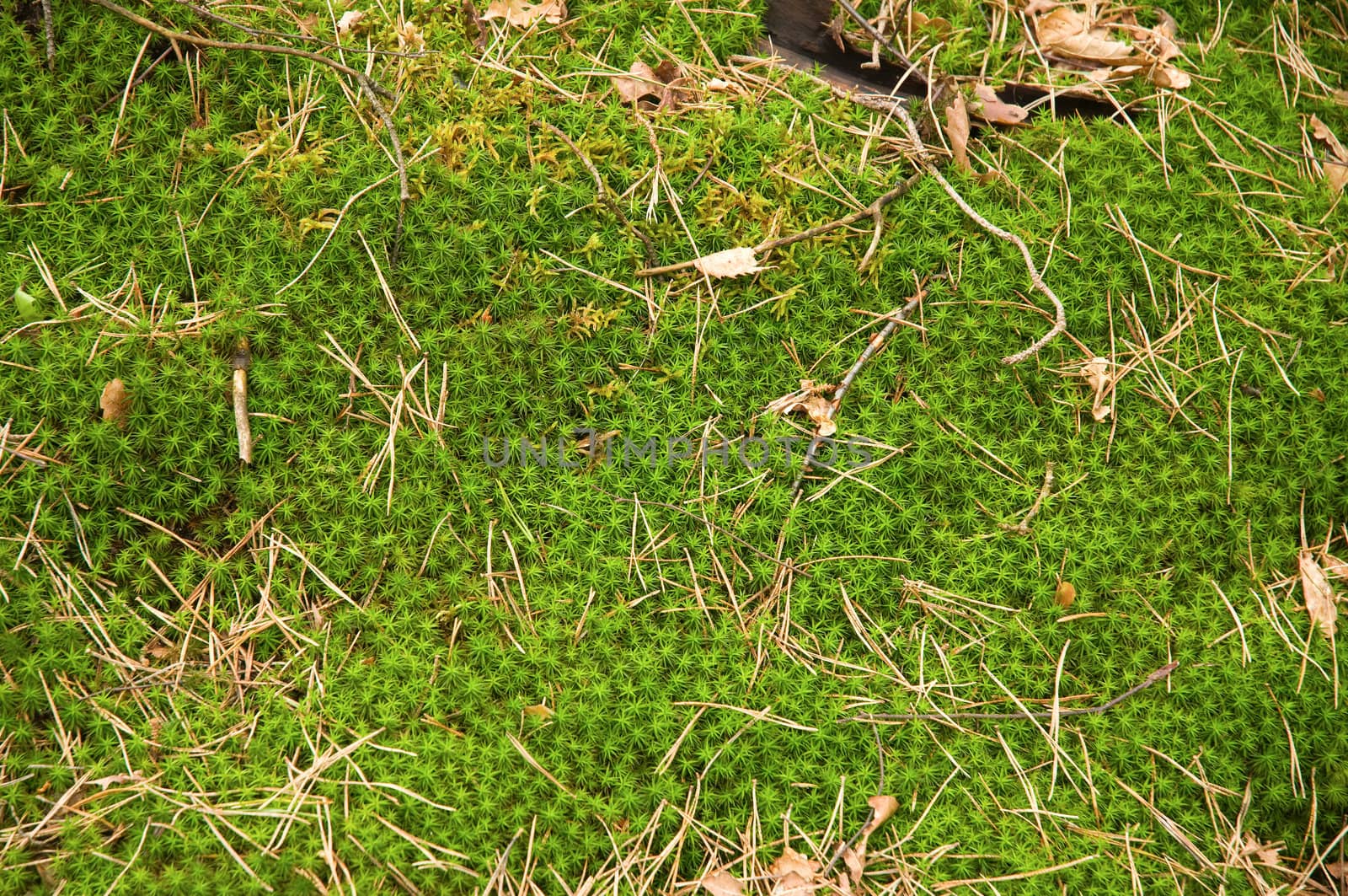 Green moss on the ground