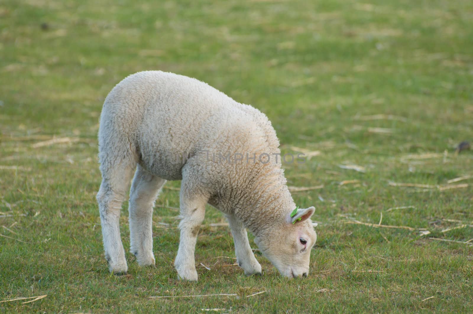 A lamb in a meadow eating grass