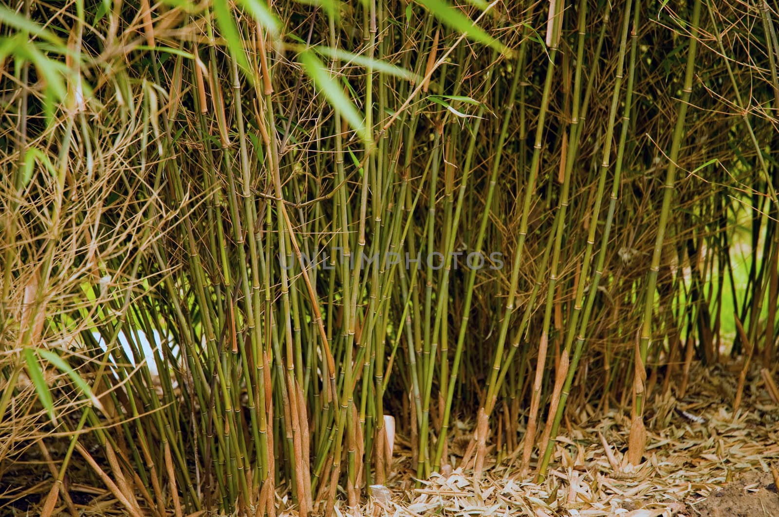 Fine, small bamboo grass