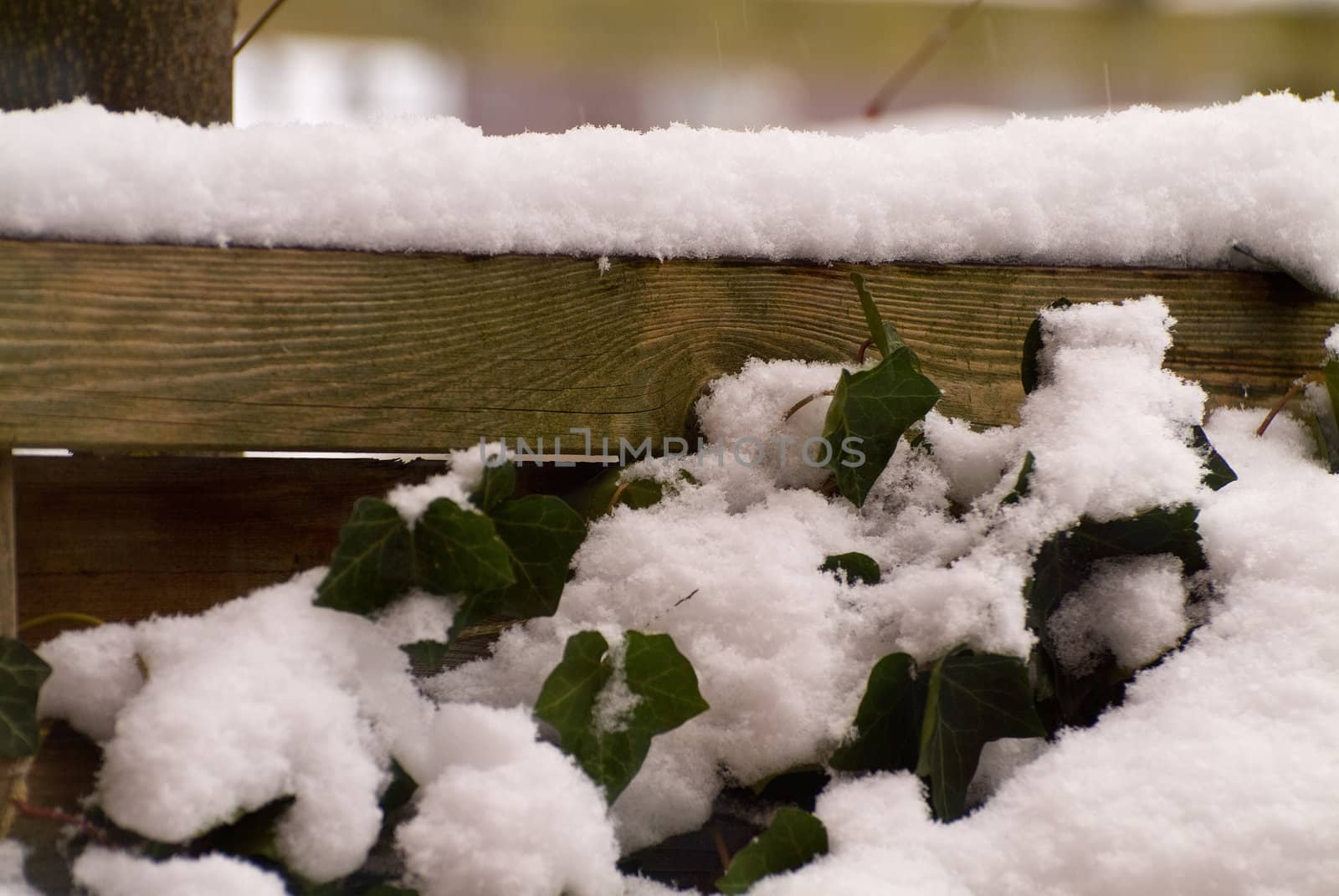 Wooden fence and leaves with snow