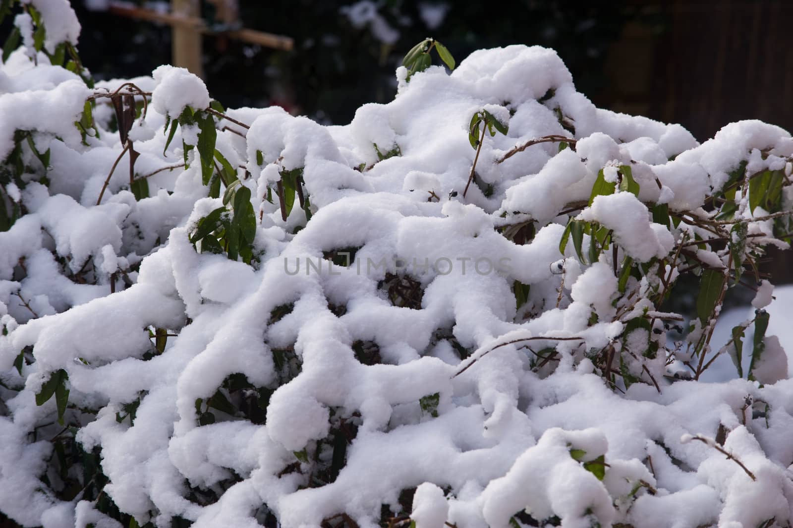 Fresh snow on bushes