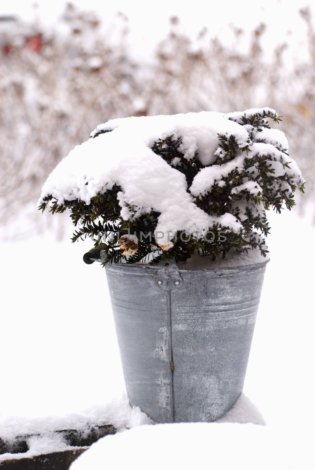 Galvanized bucket with snow covered plant