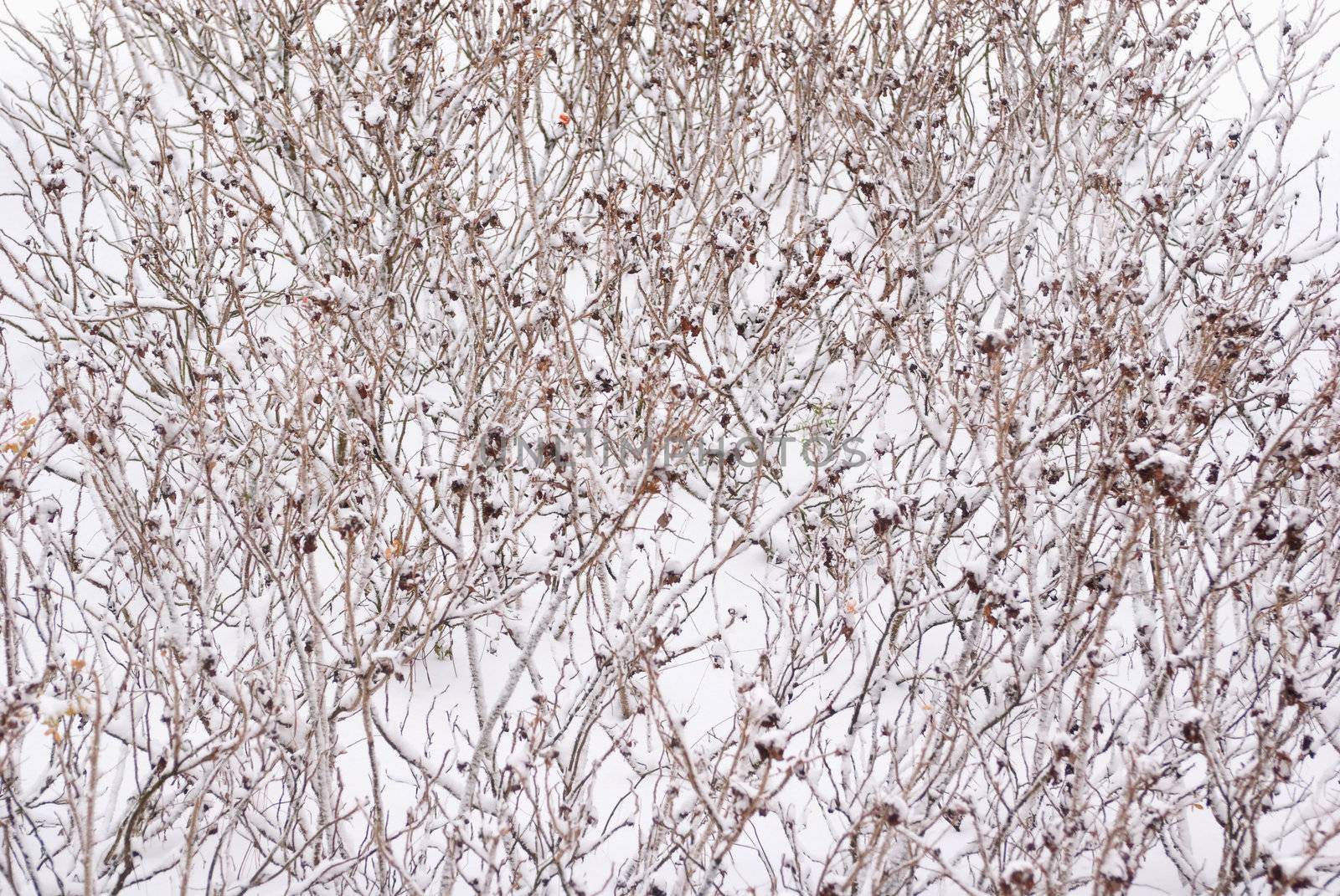 Partially Snow covered shrubs