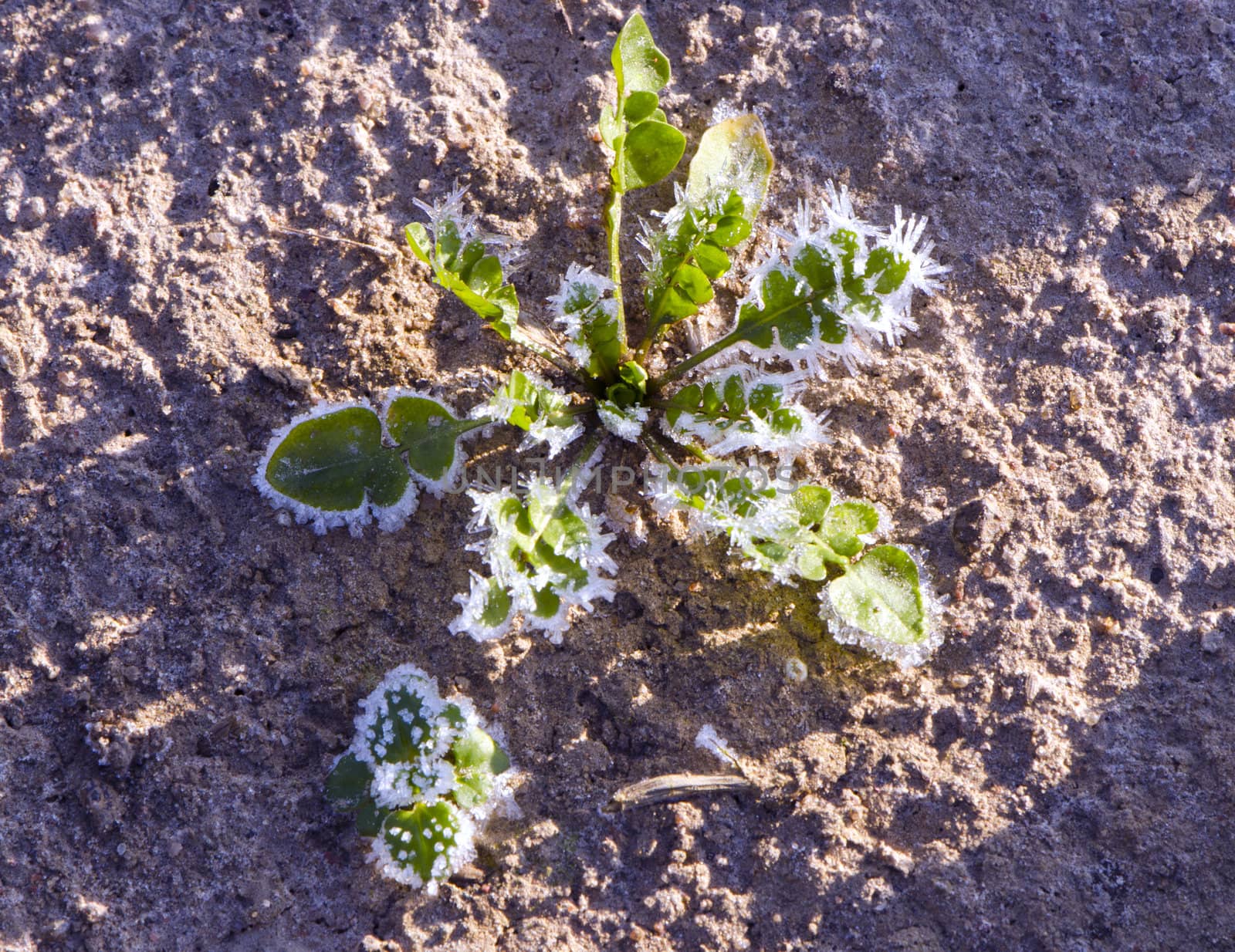 Frost details on plant leaves in winter beginning. by sauletas