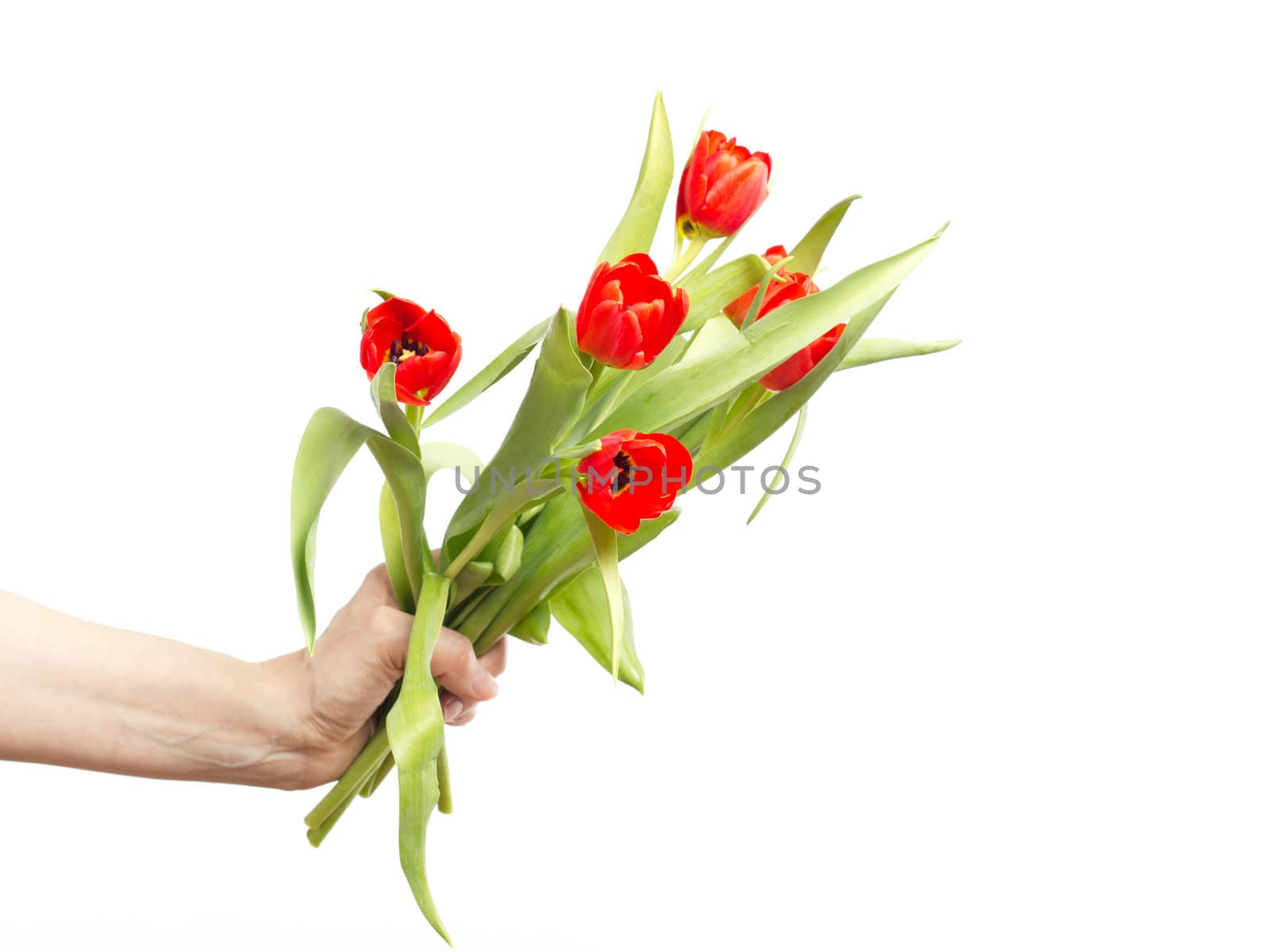 Hand with bunch of tulips