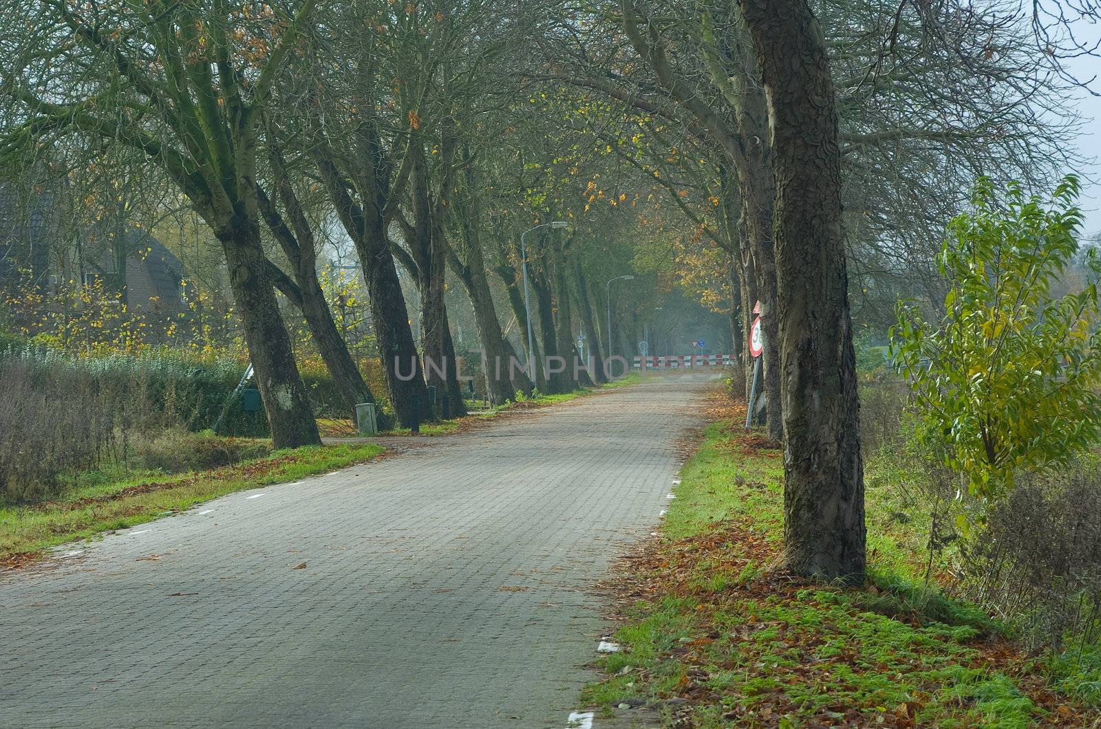 Dutch autumn Road in the mist