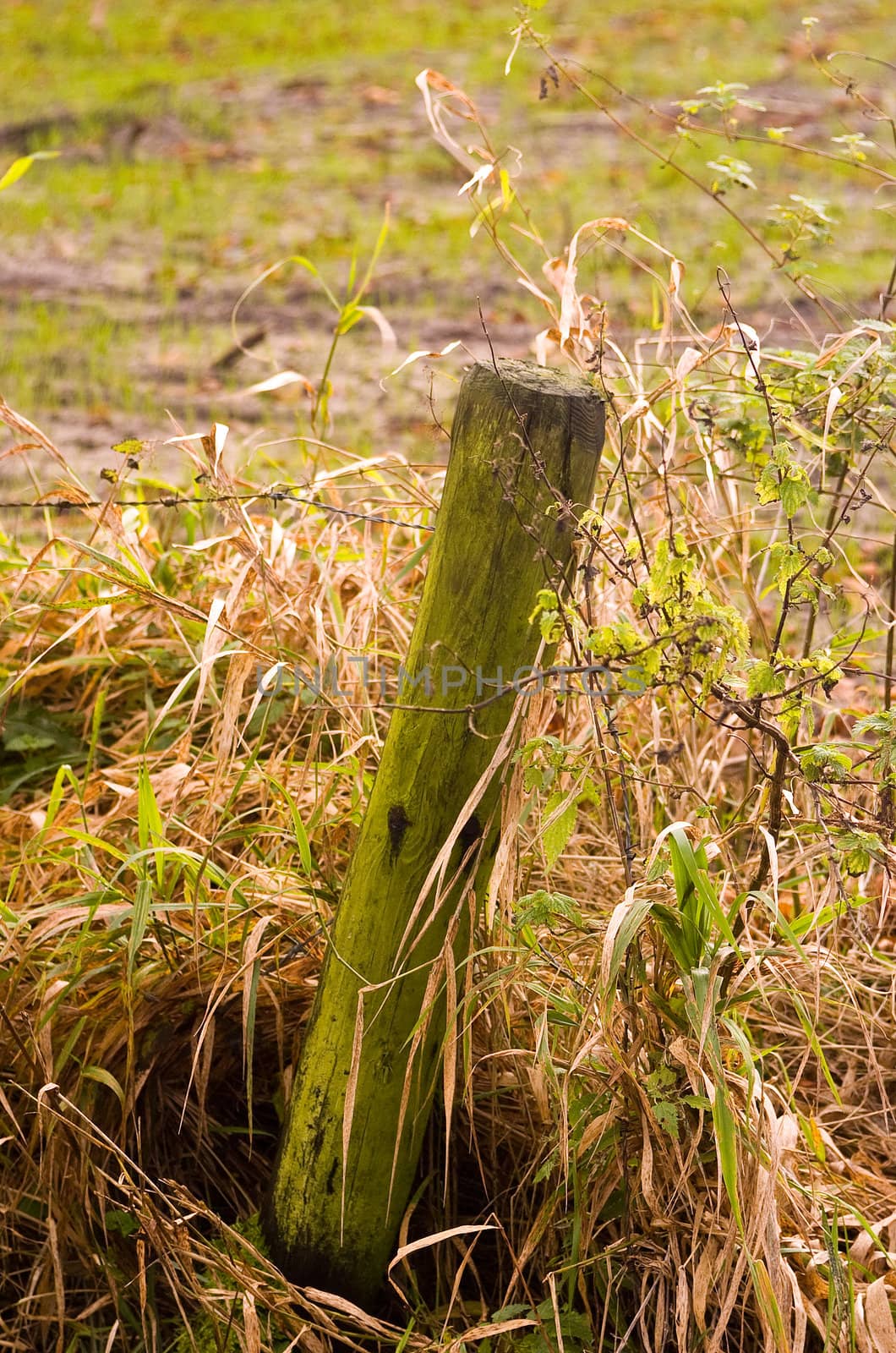 Fence pole covered in moss and grass