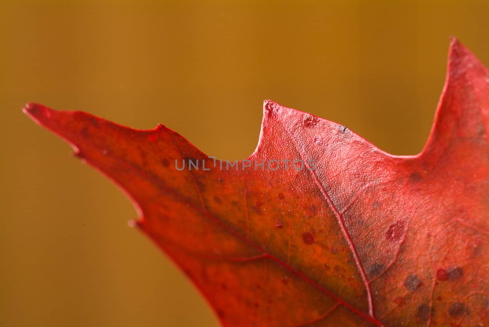 Partial red/brown autumn leaf with brown back ground