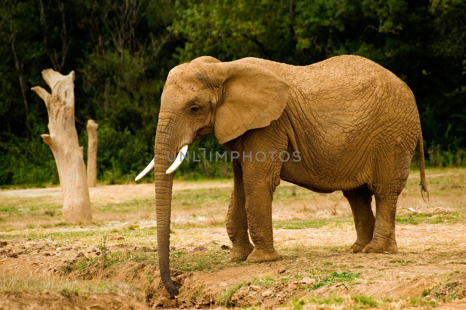 African Elephant