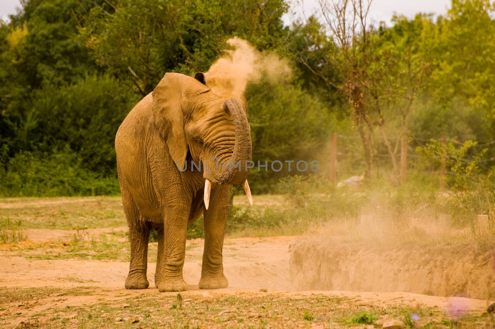 Single African elephant throwing sand