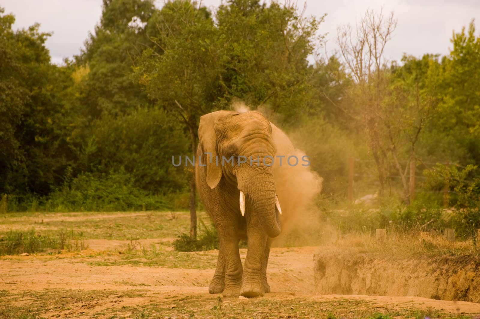 Single African elephant throwing sand