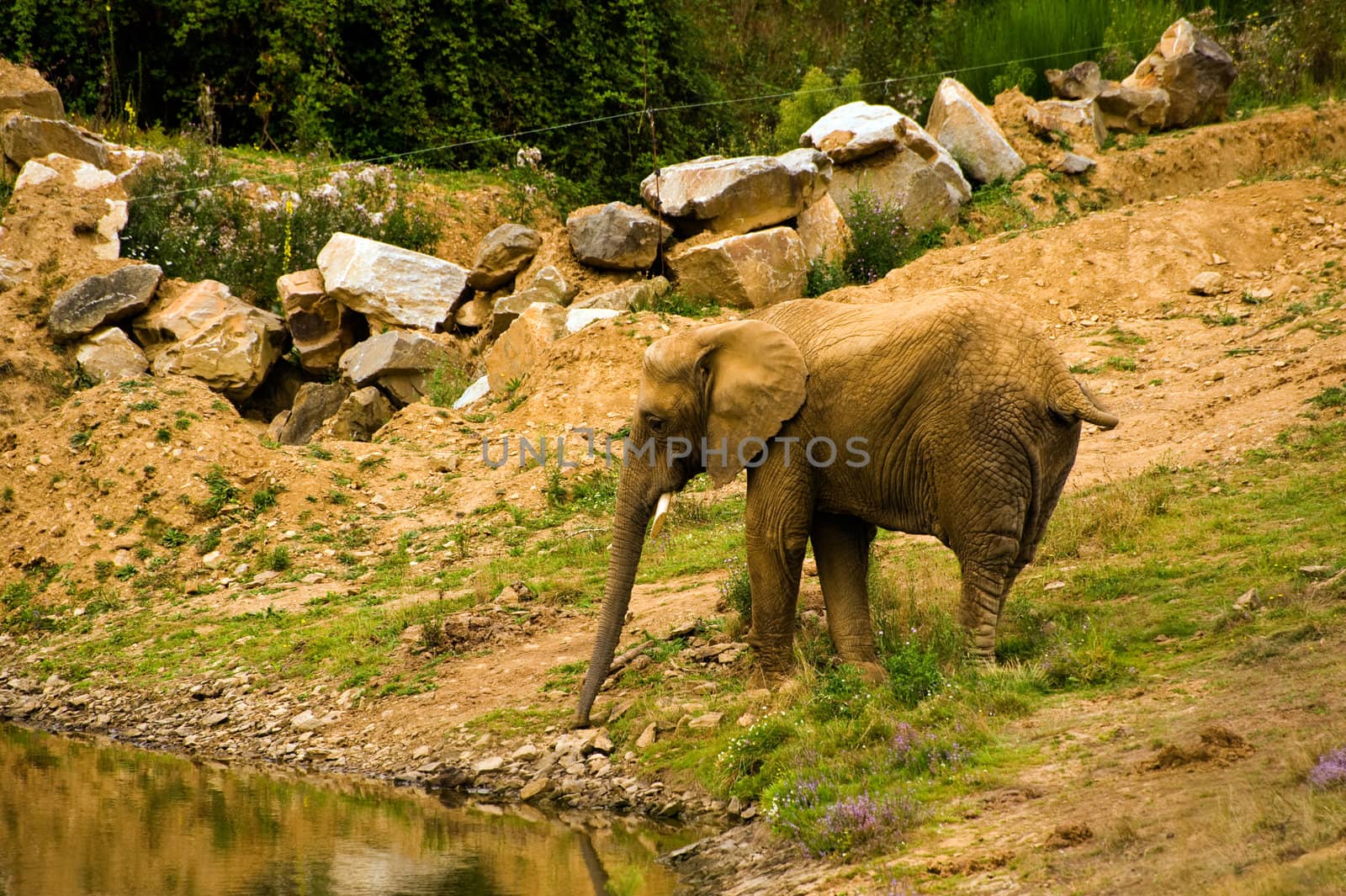 Single African elephant drinking