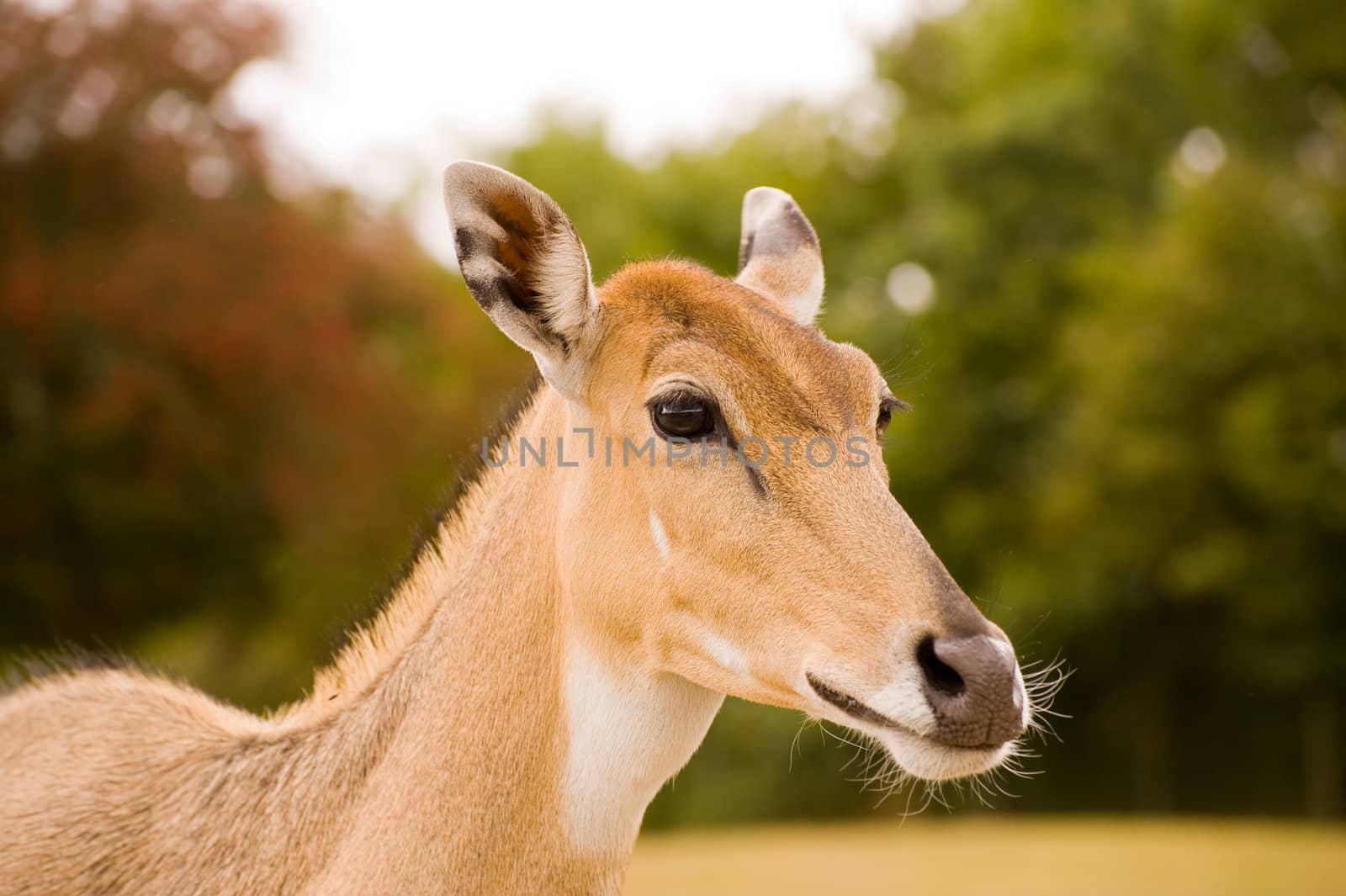 Tragelaphus imberbis