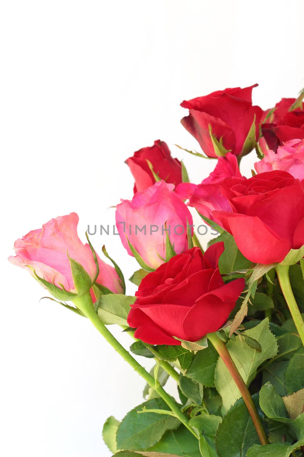 Red and pink roses on white background