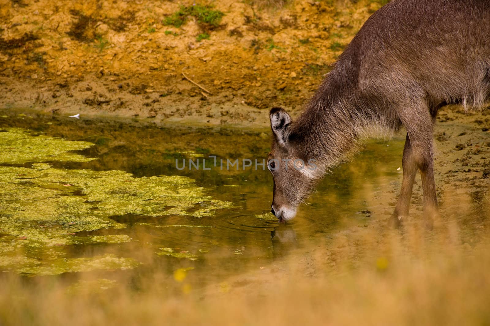 Lesser Kudu Tragelaphus imberbis female drinking
