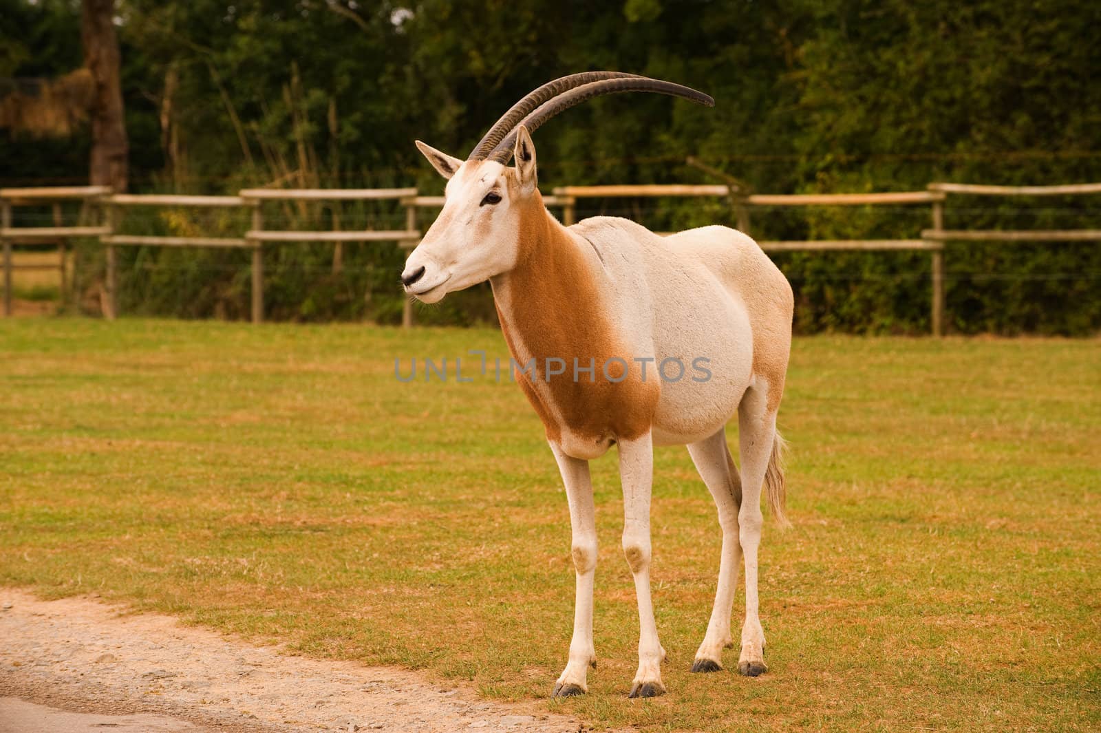 A Single Scimitar Horned Oryx in captivity
