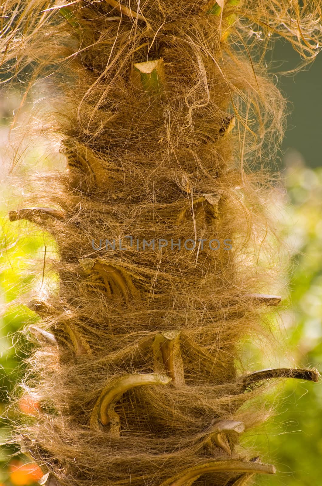 Hairy palm tree bark up close