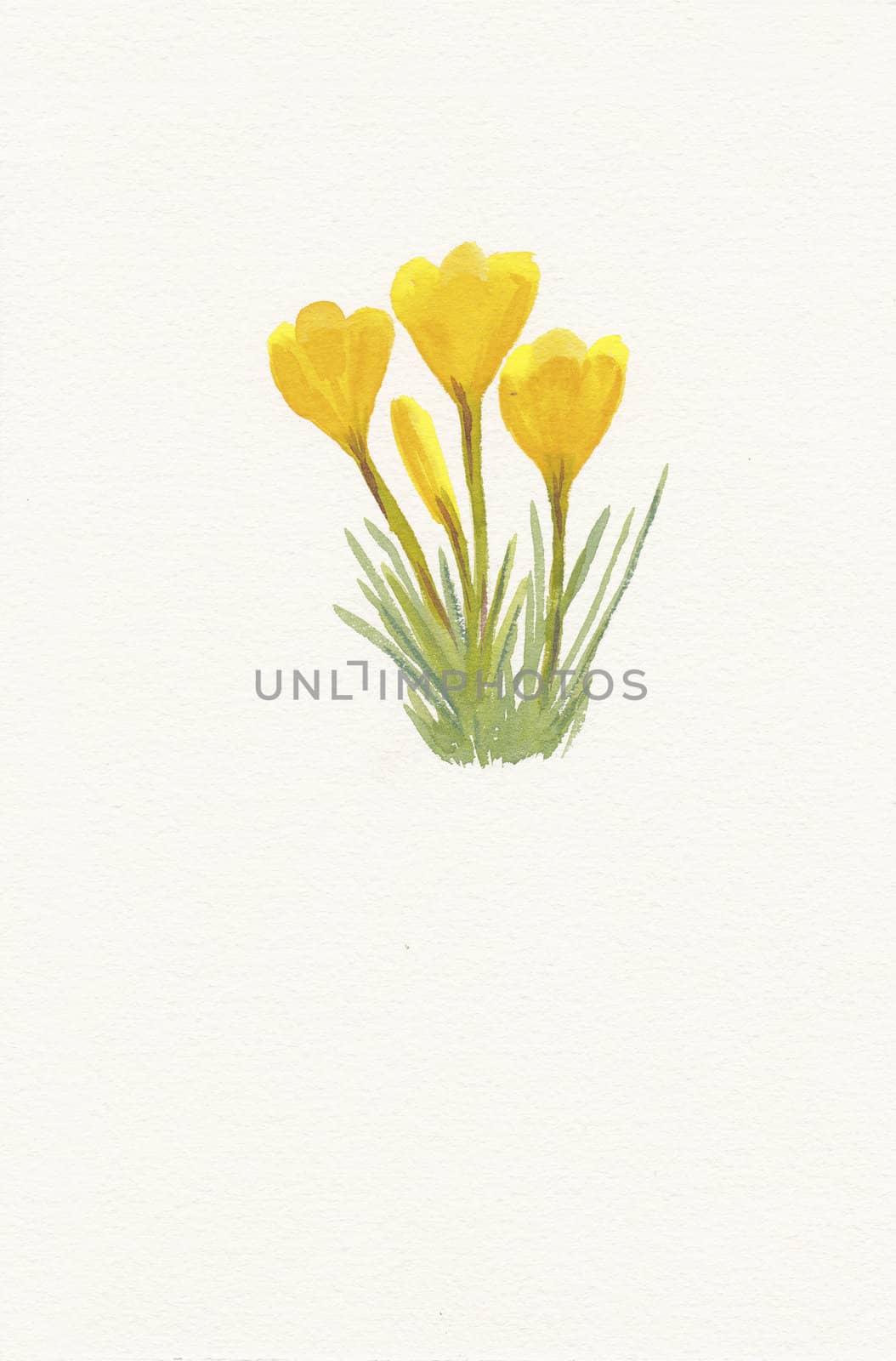 hand painted by me watercolor of a yellow crocus by paddythegolfer