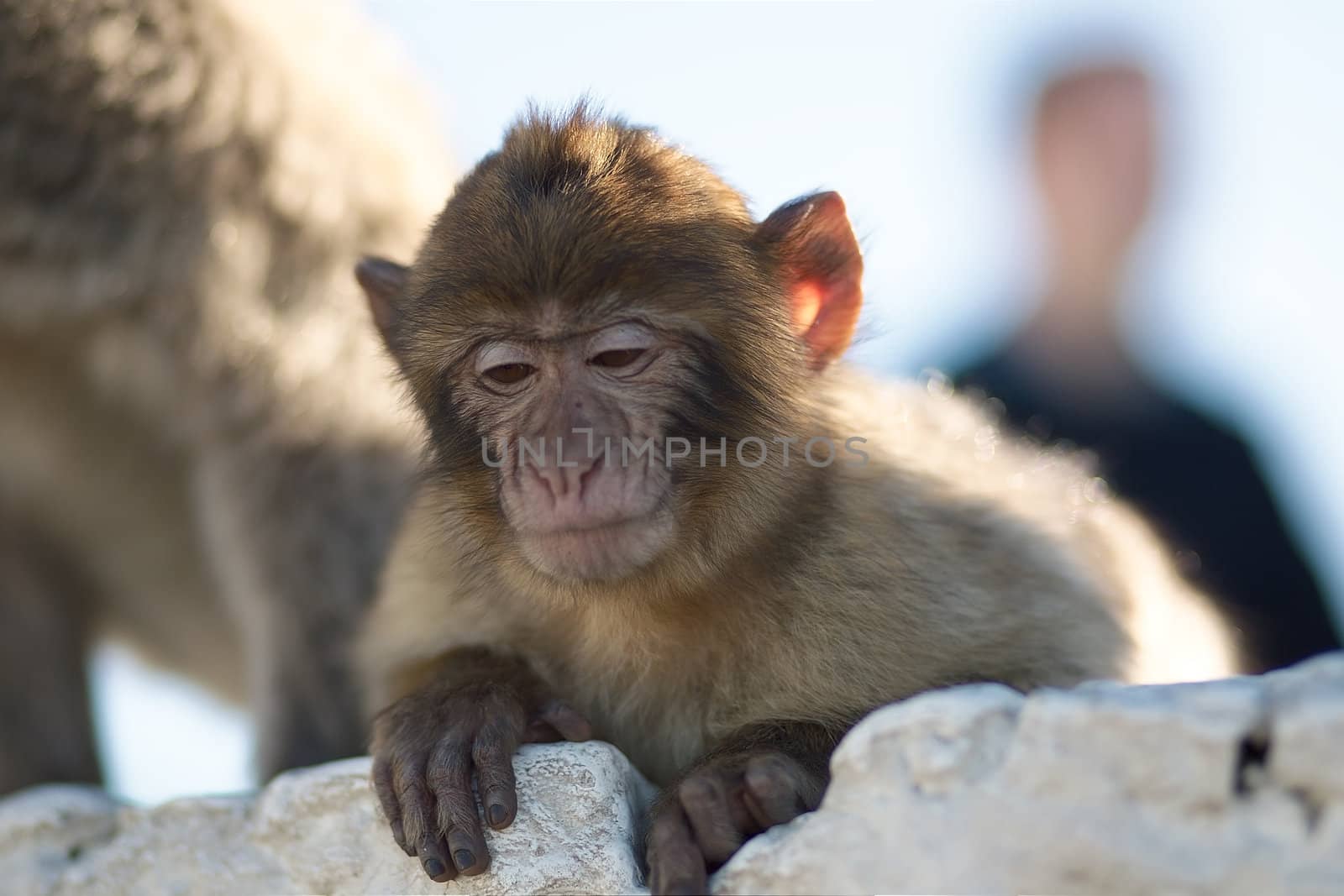 Wild populations of Barbary macaques (Macaca sylvanus) have suffered a major decline in recent years to the point of being declared in 2009 as an "endangered species" by the IUCN.