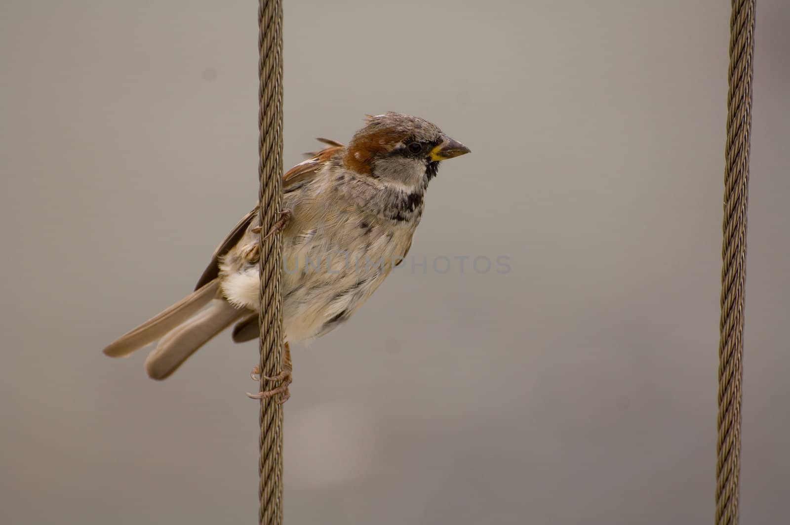 Passer domesticus, House Sparrow, Old World sparrow grasping cable fence