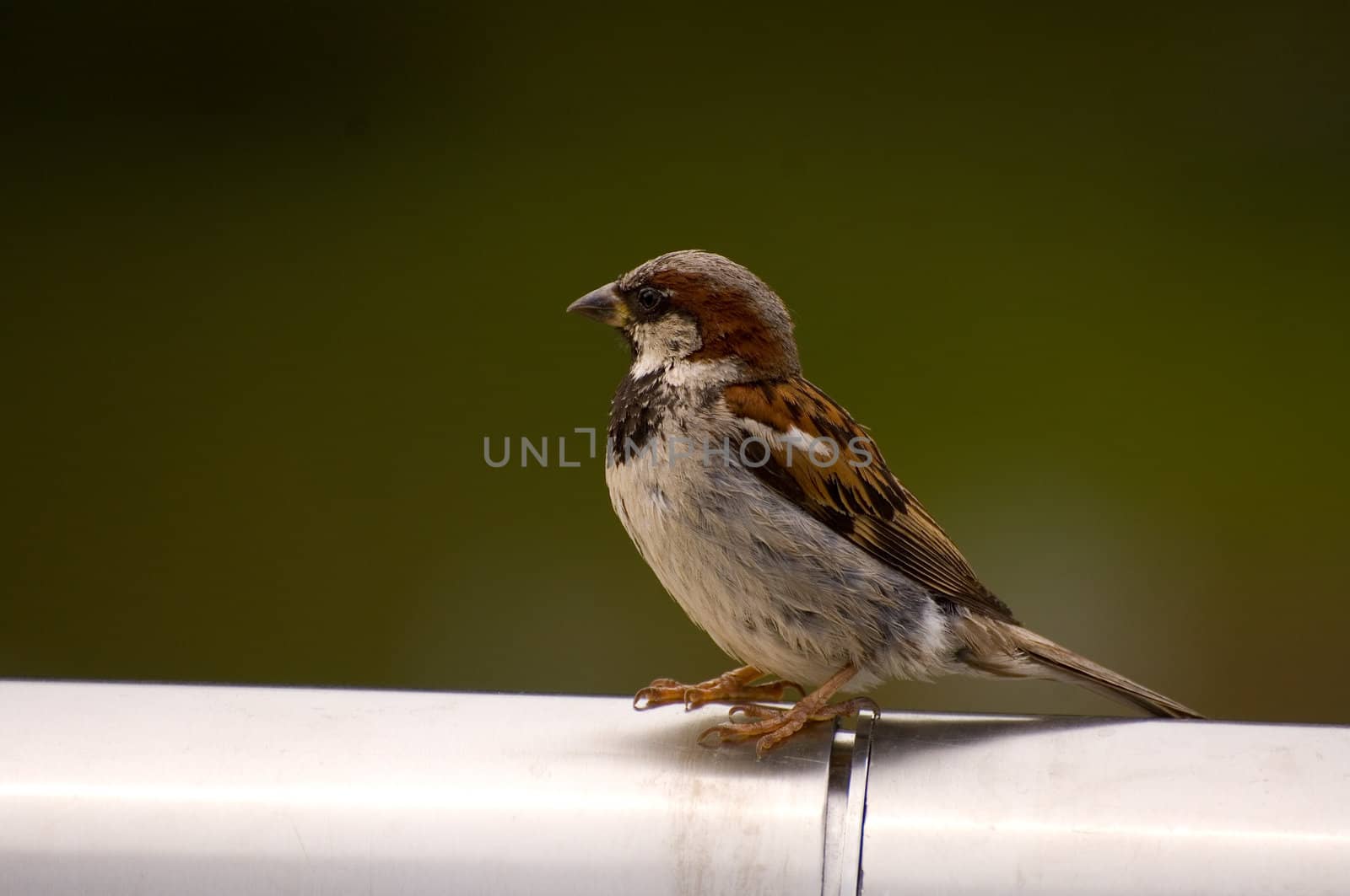 Passer domesticus, House Sparrow, Old World sparrow grasping cable fence