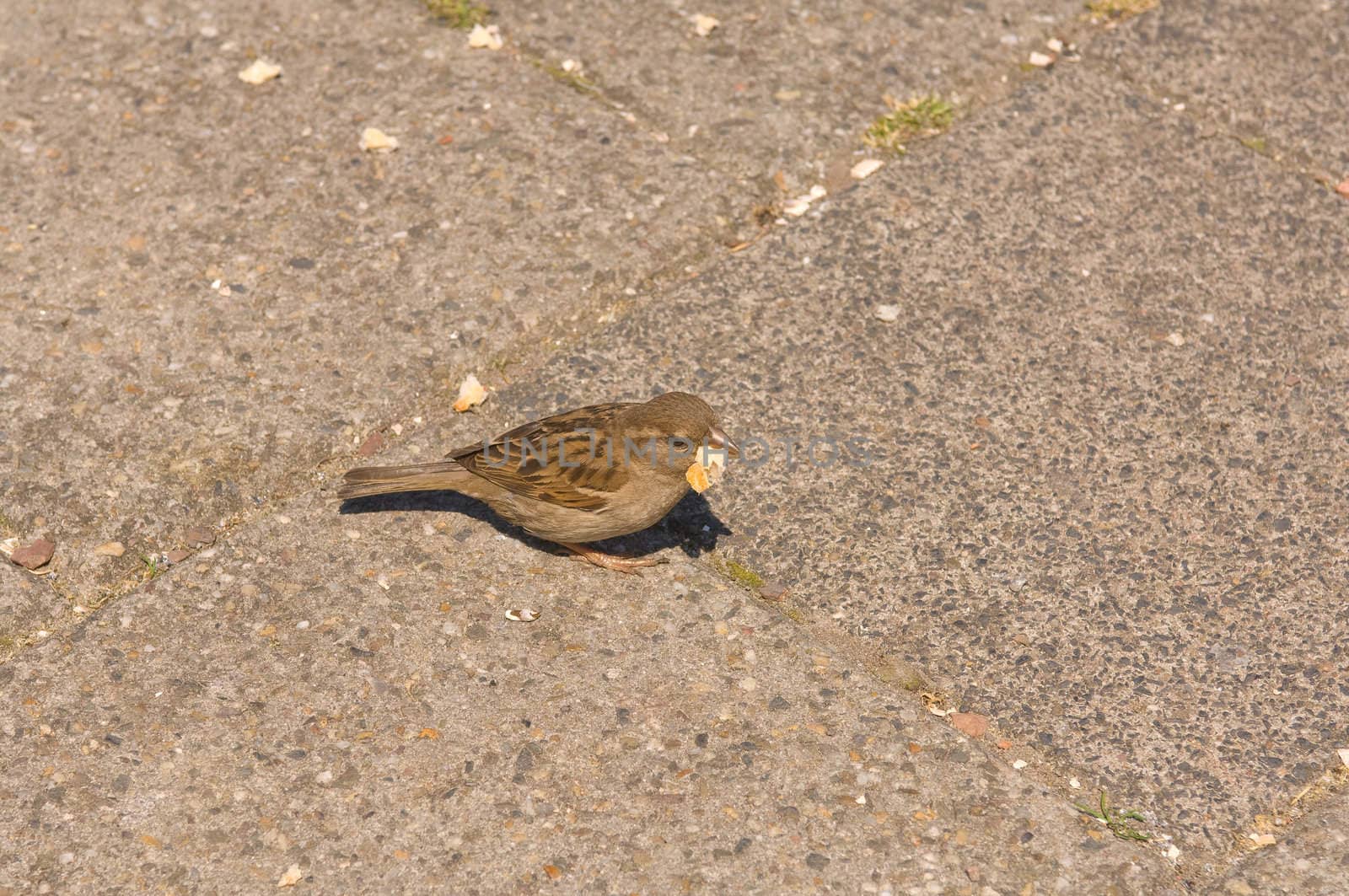 Passer domesticus, House Sparrow, Old World sparrow eatin a piece of bread of the pavement